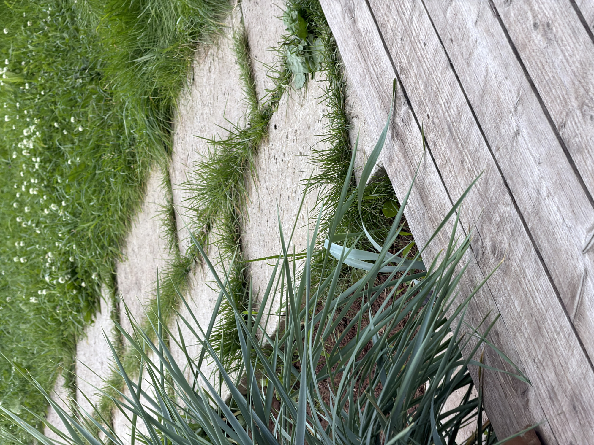 The image depicts a close-up view of an outdoor scene, focusing on a pathway and surrounding vegetation. The pathway is constructed of irregular, light-colored stone slabs, interspersed with patches of green grass and some small white flowers. The grass appears to be growing through the cracks and around the edges of the stone slabs, suggesting a natural or semi-wild garden setting. In the foreground and to the left, a clump of long, slender, blue-green leaves from a plant, possibly a yucca or ornamental grass, dominates the lower left quadrant of the image. These leaves are sharp and pointed, fanning out and casting shadows.
To the right of the pathway, a wooden surface, likely a deck or boardwalk, is visible. This wooden surface is composed of several planks running diagonally across the frame, showing a weathered, greyish-brown texture with visible wood grain and faint lines between the planks. The overall impression is one of an outdoor area that blends natural elements with man-made structures. There are no people or animals present in the image. The lighting suggests it is daytime, with soft light illuminating the scene. No specific landmarks or architectural features are visible to definitively place this scene in Bol'shaya Ven'ya, Russia.