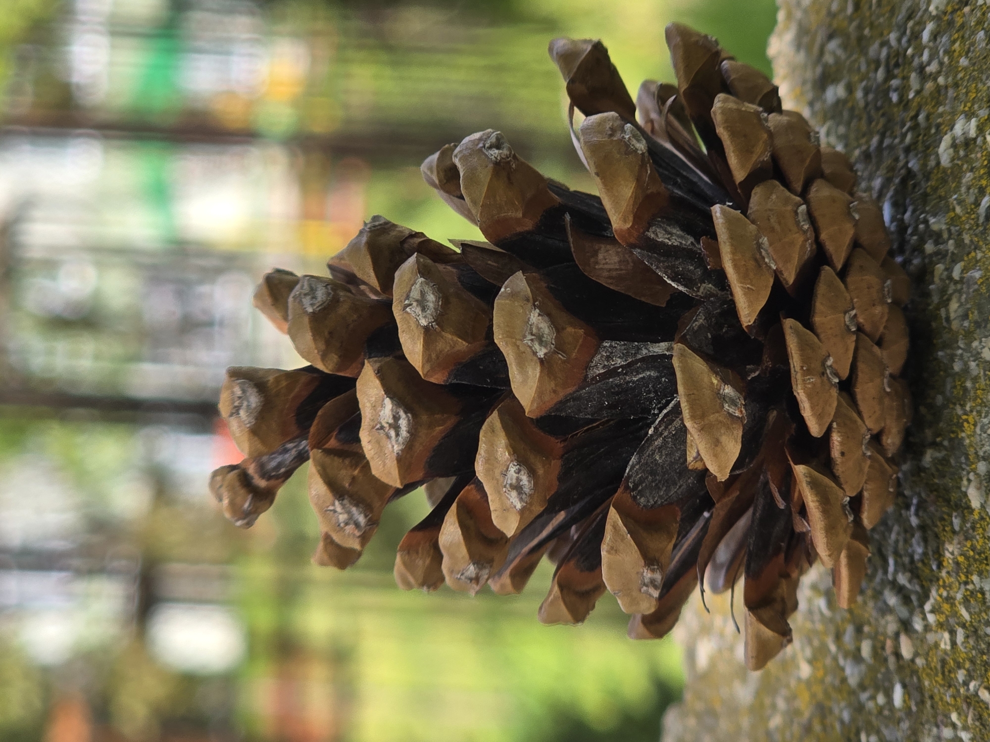 A close-up, vertically oriented photograph captures a single pine cone attached to a rough, textured surface, possibly a tree trunk or stone wall, on the right side of the frame. The pine cone extends horizontally from right to left, dominating the central and left portions of the image. Its scales are various shades of brown, with darker inner sections and lighter, somewhat rounded tips. Many of these tips feature small, irregular white or pale grey markings, possibly resin or lichen. The overall texture of the cone is dry and woody.
The surface to which the pine cone is attached is coarse and appears to have patches of light green and yellow growth, suggesting moss or lichen.
The background is significantly blurred, creating a soft bokeh effect with indistinct shapes and colors. Predominantly, the background features soft greens and yellows, interspersed with lighter, almost white, circular blurs, indicating out-of-focus foliage or distant light sources in a natural setting. The lighting suggests a bright, clear day. No human figures or discernible text are visible. The scene is set in Plovdiv, Bulgaria.
