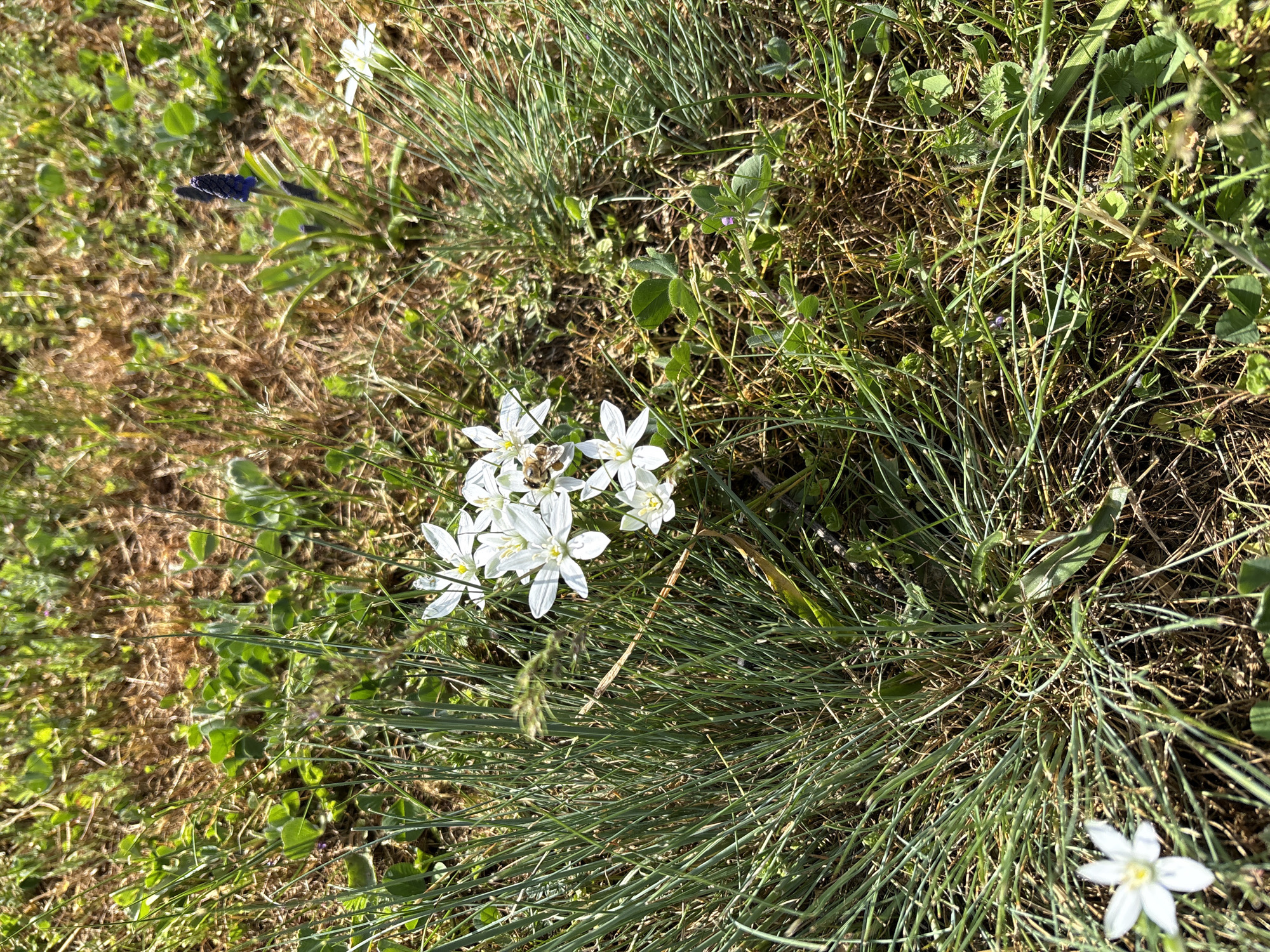 The image captures a close-up, top-down view of a patch of ground covered in various green plants and white flowers, bathed in bright sunlight. The main focus is a cluster of star-shaped white flowers with yellow centers, likely of the *Ornithogalum* genus, prominently displayed in the center-left. A small insect, possibly a bee or fly, is visible on one of these white flowers, suggesting pollination activity.
The ground is a mix of lush green grasses, some with fine, needle-like blades, and other broadleaf weeds, some of which have small, clover-like leaves. There are also patches of dry, brownish earth and dead grass, indicating a natural, uncultivated environment. In the upper-left area, a small cluster of dark blue or purple berries or tiny flowers is visible amidst the green and brown foliage. Another single white star-shaped flower is partially visible in the bottom-right corner.
The lighting indicates a sunny day, with distinct shadows cast by the plants, suggesting either morning or late afternoon. There are no people, man-made objects, or visible text in the scene. The overall impression is one of natural flora in a wild or semi-wild setting.