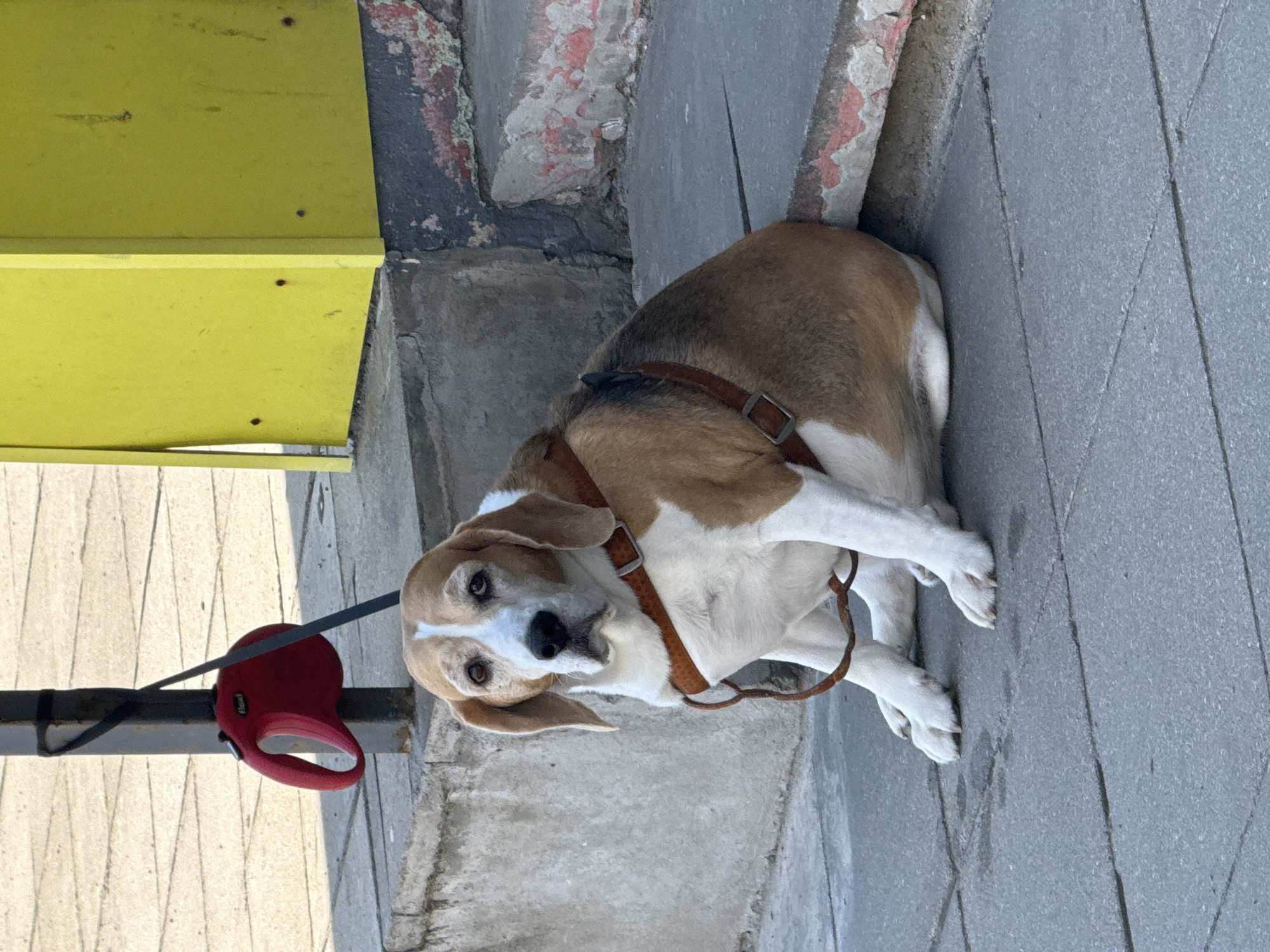 An adult, overweight beagle dog sits on a concrete sidewalk in front of a faded yellow structure and concrete steps. The dog is facing forward, with its front paws placed in front of it and its body angled slightly to the right. It is wearing a brown leather harness. A red retractable leash with a black strap is attached to the harness and is looped around a dark metal pole behind the dog. The sidewalk is made of gray concrete slabs. The yellow structure appears to be a building facade, and the steps are made of concrete with peeling pink paint. The background shows a sunlit area with patterned concrete.