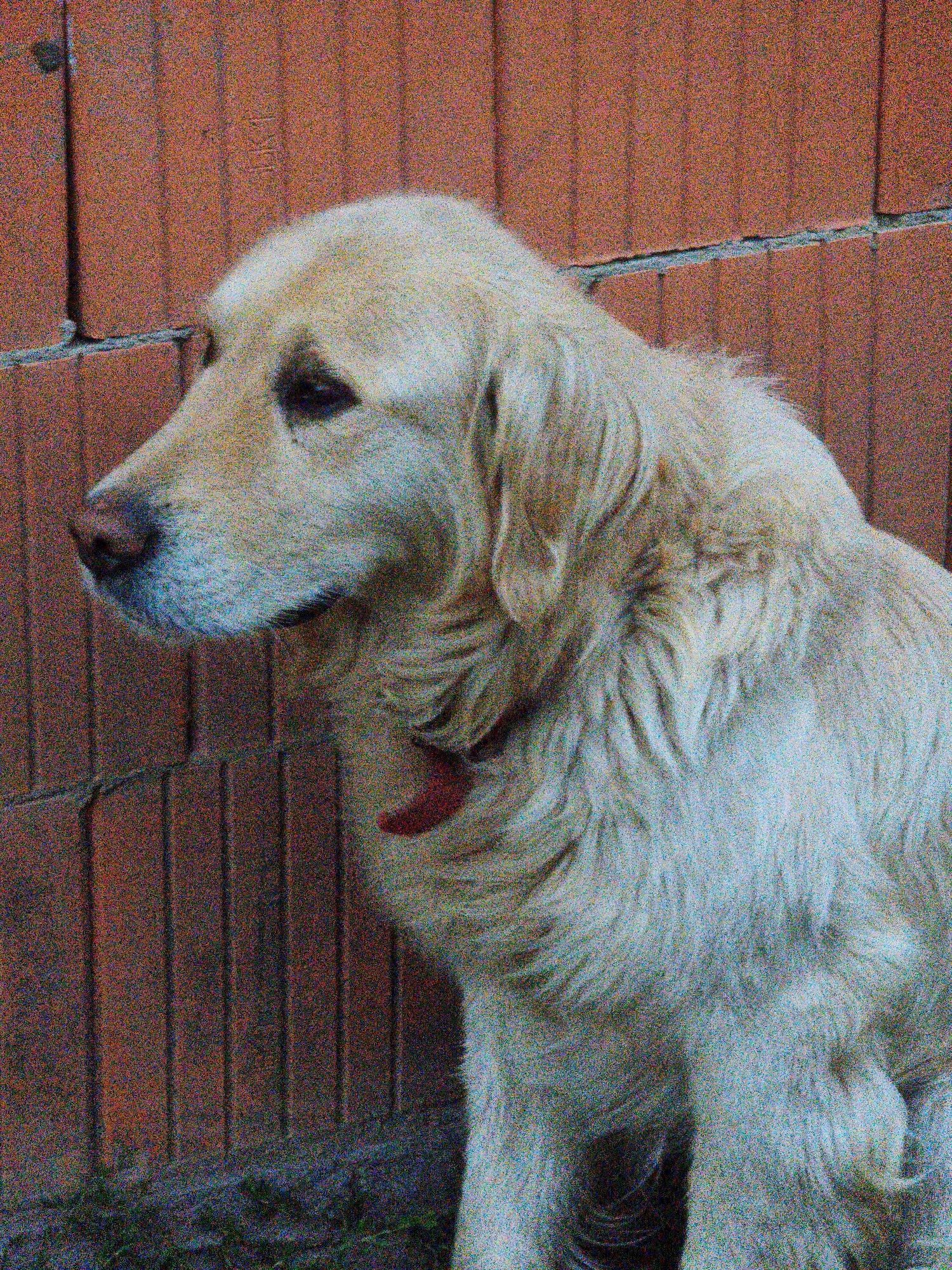 A light-colored dog, possibly a Golden Retriever, is pictured in a medium close-up shot, facing left in profile against a brick wall. The dog has a light cream-colored coat and a dark nose. A red collar is visible around its neck. The background consists of a brick wall with visible mortar lines, appearing to be an outdoor setting. The image has a grainy texture and is digitally noisy. The scene appears to be in a yard or outdoor area in Steblivka, Ukraine.