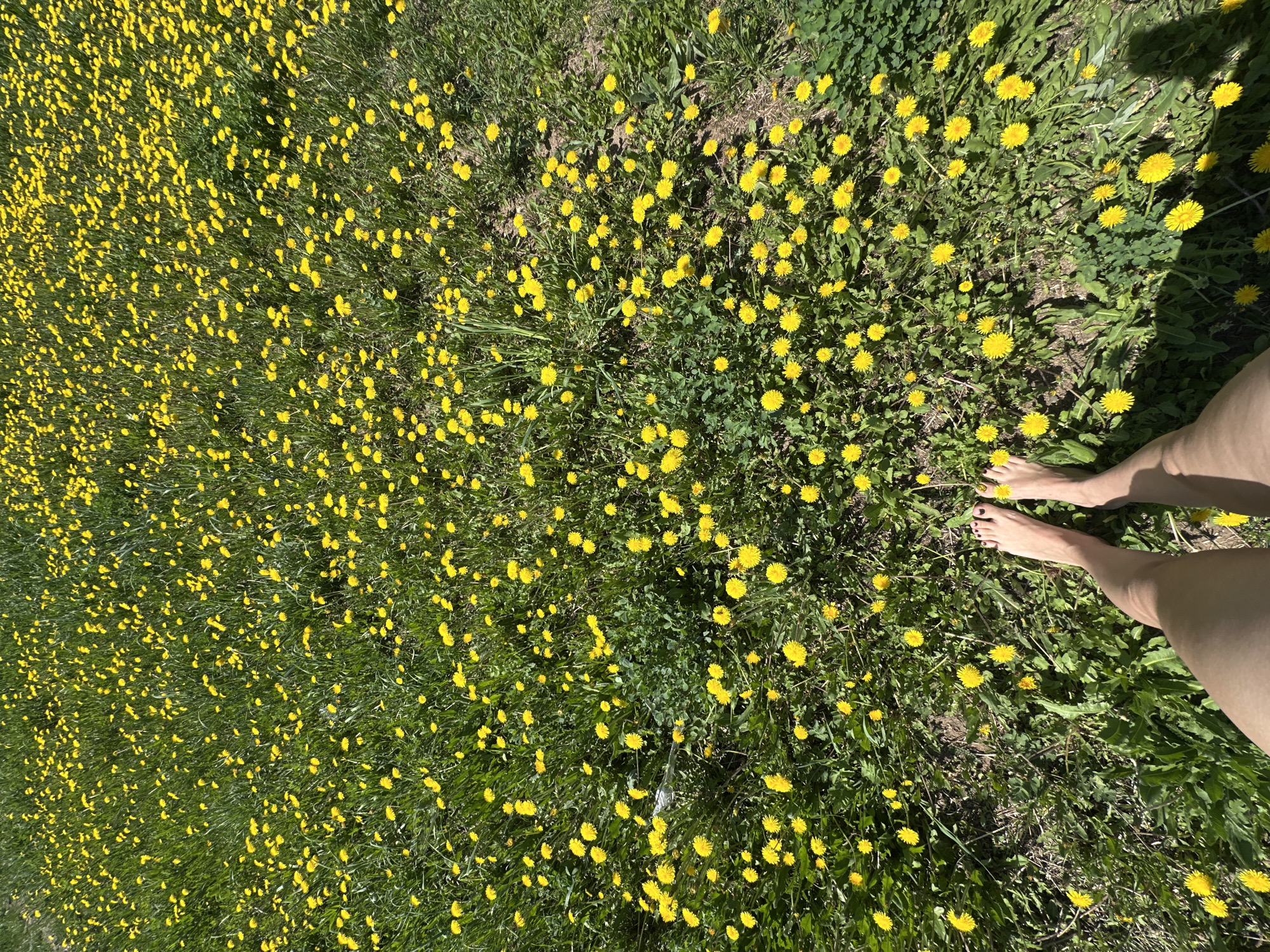 A ground-level shot shows a field of dandelions in bloom. The field is dense with yellow dandelion flowers amidst green grass. In the lower right of the frame, a pair of human legs are visible, standing on the grass. The feet are bare, with dark polish on the toenails. The lighting is bright, suggesting a sunny day, and shadows are visible near the legs. The location of Kharnavy, Russia is not discernible from the image.
