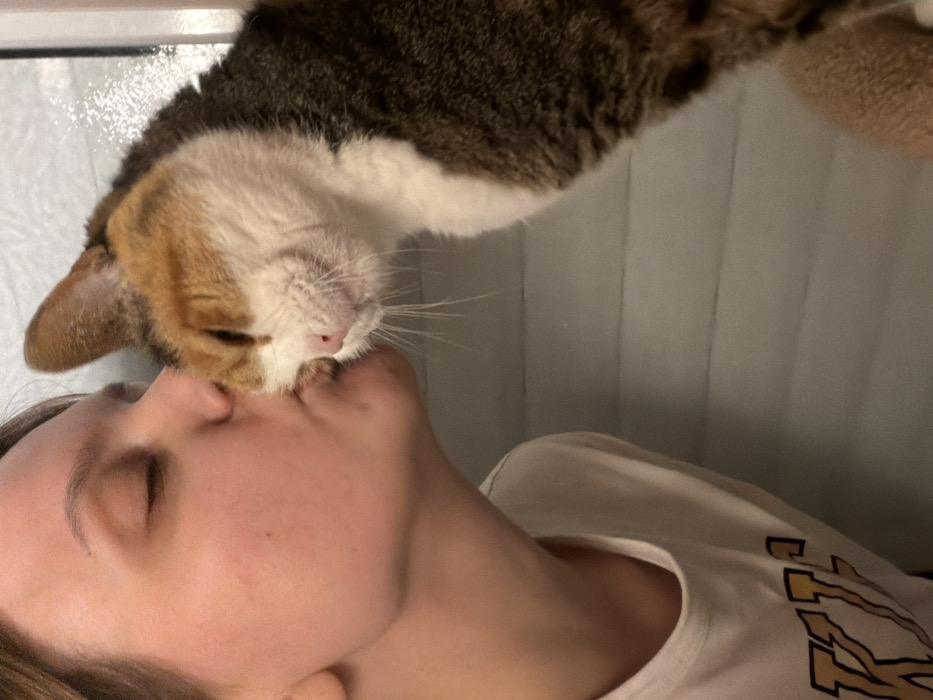 The scene depicts an indoor setting in Tel-Aviv, Israel. A human individual, visible from the mid-chest upwards on the left side of the frame, is shown in profile with light skin, closed eyes, and lips pursed. They are wearing a white short-sleeved top with yellow lettering, partially visible as "KISS". Directly interacting with the individual is a domestic cat, positioned on the right, also in profile, with its head turned towards the human. The cat displays a calico fur pattern, featuring white, orange/tan, and dark brown/black patches. Its right ear is erect, and its eyes appear partially closed. A pink nose and distinct white whiskers are prominent. The human's pursed lips are in direct physical contact with the side of the cat's head, near its cheek or temple, signifying an affectionate gesture. The background consists of a light-colored, possibly off-white or light gray, vertical surface with subtle horizontal lines or indentations.