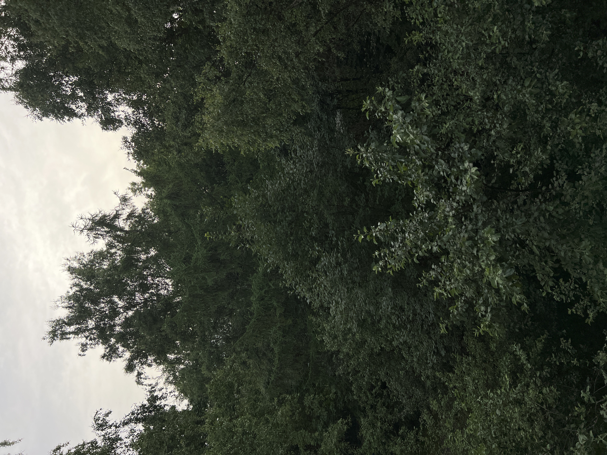 The image depicts a dense forest canopy against an overcast sky. The foliage is predominantly green and lush, with various tree species intermingling. The lighting suggests it is daytime, possibly late afternoon or early morning, with diffused light filtering through the clouds and leaves. The scene appears to be a natural, undeveloped area, consistent with a forest or wooded parkland. No human presence or man-made structures are visible in the image. The location is identified as Sinyavino, Russia, implying a natural setting within or near this geographical area.