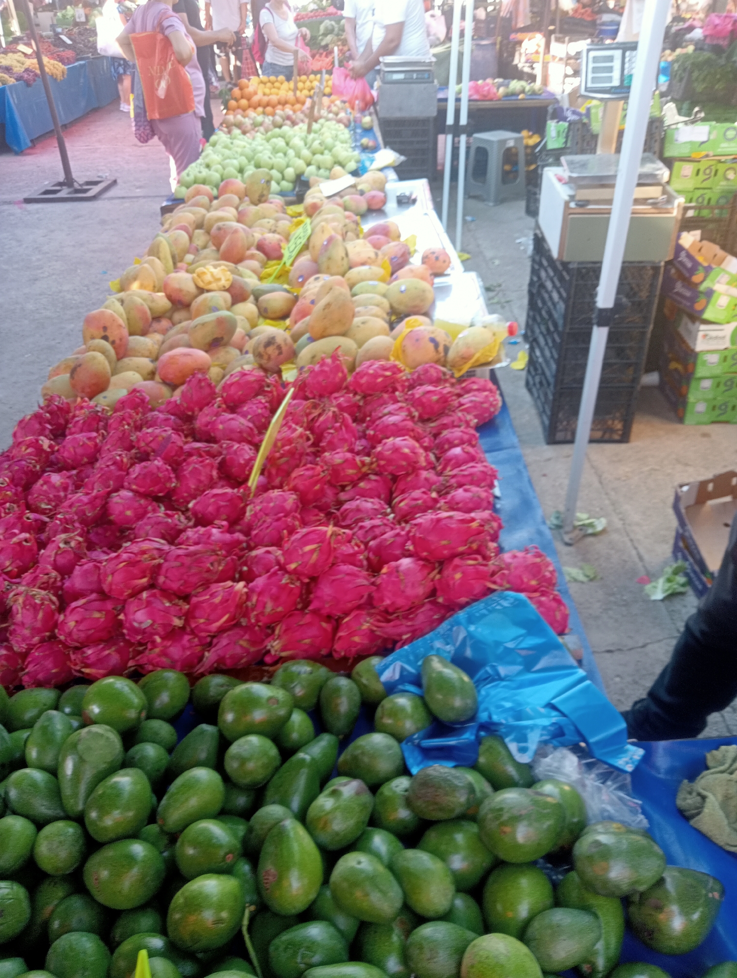 The image captures a vibrant outdoor market scene, likely in Antalya, Turkey, with a focus on an abundant display of fresh produce. In the foreground, a large pile of bright pink dragon fruits is prominently featured, their scales intricate and inviting. Below the dragon fruits, a substantial collection of ripe green avocados fills the lower portion of the frame. Further back, several piles of mangoes in varying shades of yellow, orange, and red are visible. In the background, other fruits and vegetables are arranged on tables, hinting at the diverse offerings of the market. People are present, some tending to the stalls and others browsing, though their faces are not clearly discernible. The overall impression is one of a lively marketplace bustling with activity and rich with the colors and textures of fresh, locally sourced produce.