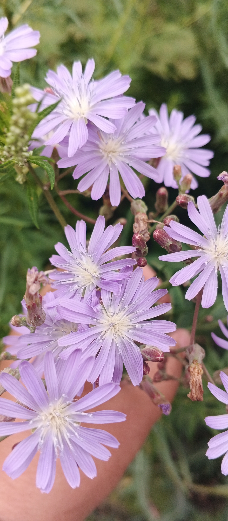 The image is a close-up, vertically oriented photograph of pale purple flowers with star-shaped centers, appearing to be Chicory flowers. The flowers are clustered together, with some in sharp focus and others slightly blurred. Delicate, thin petals radiate from a white and yellow center. Several unopened flower buds, dark reddish-purple in color, are visible amongst the open blooms. The background consists of out-of-focus green foliage and some dry, brown plant matter. A human hand, with skin tone, is partially visible in the lower right quadrant, appearing to gently hold some of the flower stems. The lighting is soft, suggesting an outdoor, possibly natural setting. There is no information in the image to indicate its location in Izhevsk, Russia.