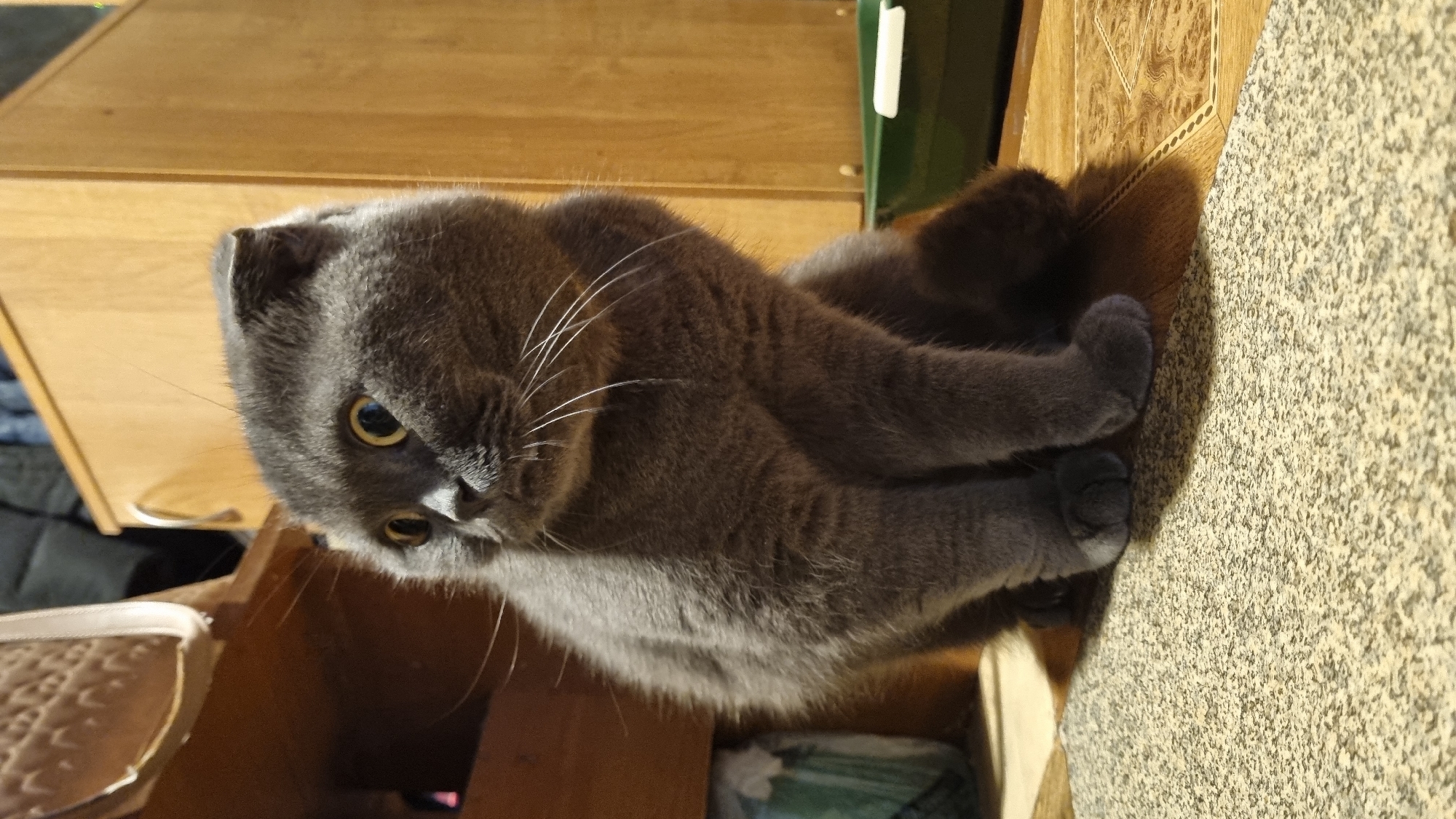 A gray Scottish Fold cat is sitting on a textured floor, possibly a carpet and tile combination, in an indoor environment. The cat is looking to its left with wide, alert yellow eyes and has its ears folded. The background consists of wooden furniture, including a cabinet and a shelf. A green object, possibly a litter box, is visible in the background. The lighting suggests an indoor setting with artificial light or ambient daylight.
