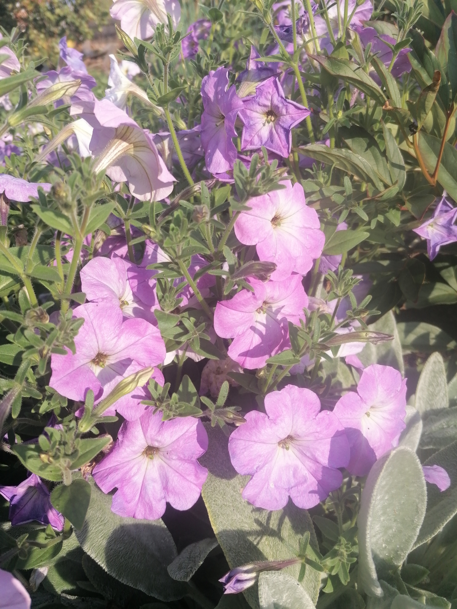 The image shows a close-up view of several light purple petunia flowers in bloom. The flowers are clustered together, with some in focus and others blurred in the background. The petals are soft and delicate, with a slightly ruffled edge. The centers of the flowers are a lighter shade of purple and appear to have faint veining. Green leaves and stems are visible throughout the frame, providing a natural backdrop for the flowers. The lighting suggests it is daytime, with sunlight casting shadows on the petals and leaves. No people or man-made objects are visible in this nature scene. The image is of a garden or outdoor floral planting. It is not possible to determine the specific location within Мыльниково, Russia based on the visual information provided.