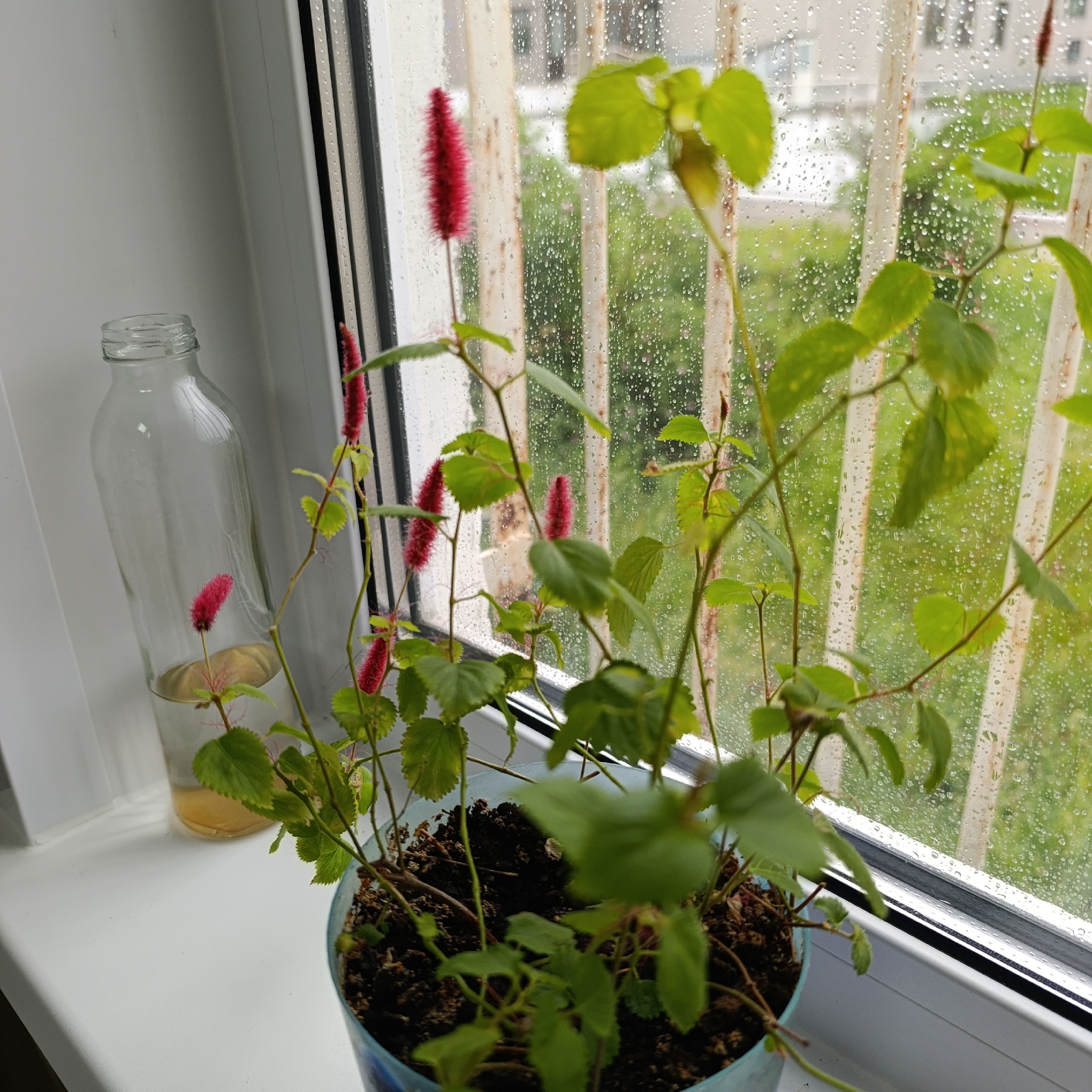 A potted plant with red, catkin-like flowers and green, serrated leaves sits on a white windowsill next to a clear glass bottle containing liquid. Rain streaks the window, obscuring the view of buildings and greenery outside. The location is Markovsky, Russia.