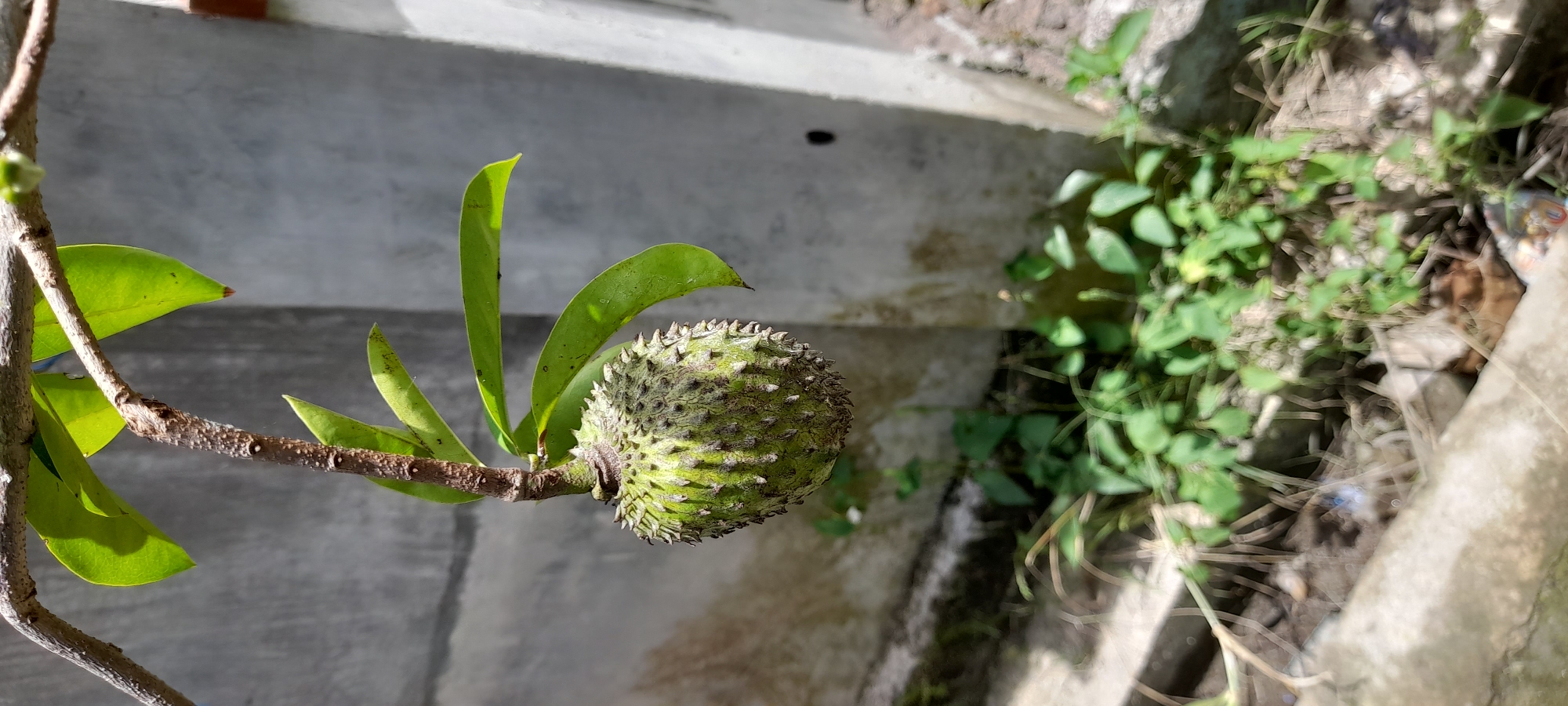 A slightly angled shot shows a soursop fruit, with its spiky exterior, hanging from a branch with several elongated green leaves. The branch appears to be positioned against a gray concrete wall. To the right of the soursop and the concrete wall, there is a patch of green plants. The photograph was taken in the city of Buketteukuh, Indonesia.