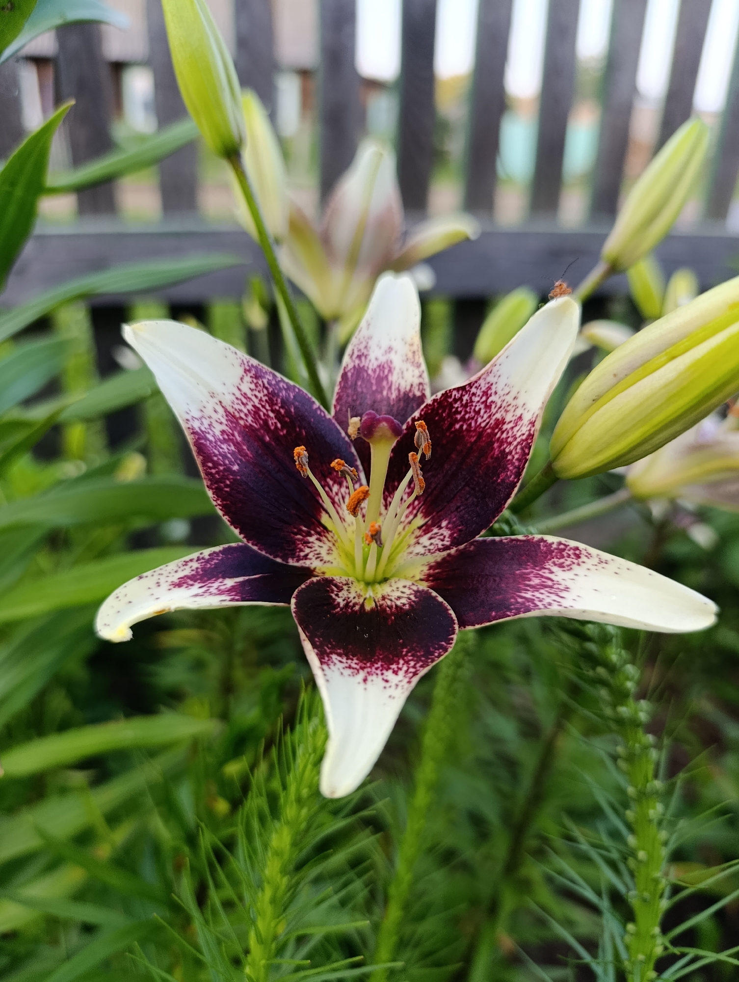 A close-up, eye-level shot showcases a striking lily with white petals dramatically splotched with deep burgundy. The flower is the central focus, positioned slightly to the left of the frame, with its delicate stamens and pistil visible. To the right of the main bloom are several closed lily buds, also appearing to be white with burgundy markings, and to the left, the blurred green foliage provides a soft backdrop. In the upper portion of the image, a rustic wooden fence is visible, with vertical slats creating a sense of enclosure and depth. The overall environment suggests an outdoor garden setting. There is a small insect, possibly a beetle, perched on one of the lily petals. The image is taken in the village of Zipunovo, Russia.