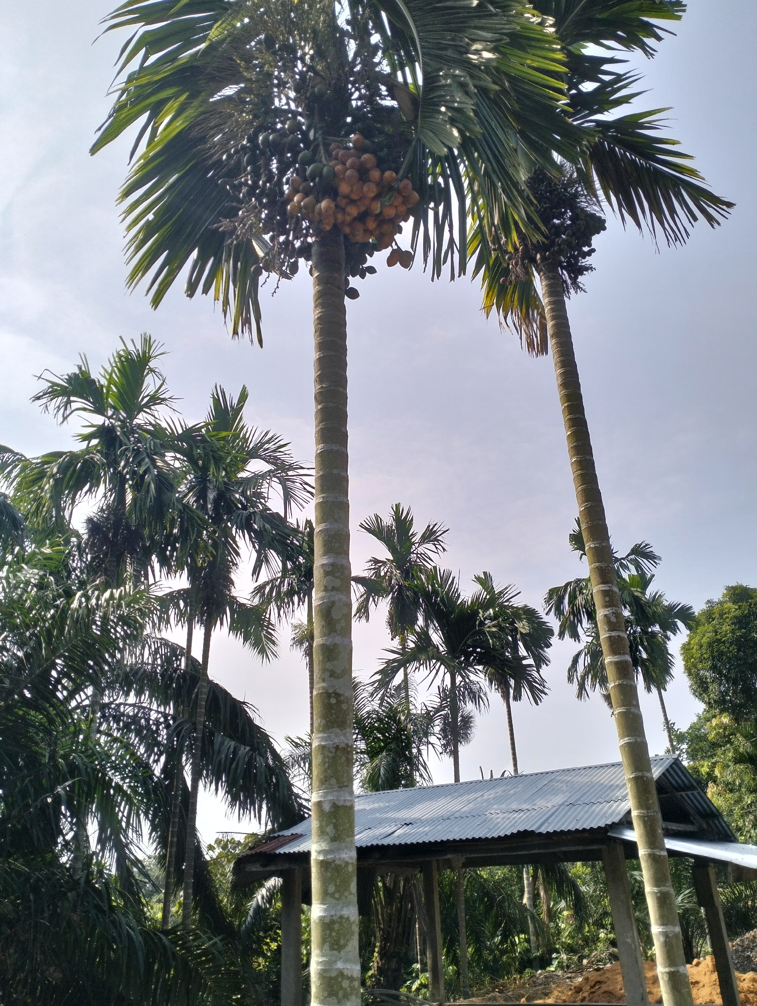 The image depicts an outdoor scene in the city of Serdang Jaya, Indonesia. Dominating the foreground are several tall palm trees, some bearing clusters of small, round fruits that appear to be either green or a light brown/orange color. The fronds of these trees are large and feathery. In the middle ground, a rustic open-sided structure with a corrugated metal roof is visible, supported by pillars. Behind and around the structure, dense tropical foliage is abundant, with more palm trees and other greenery creating a lush environment. The sky above is a pale blue with some faint cloud cover. The overall impression is a rural or semi-rural setting, possibly a garden or plantation.
