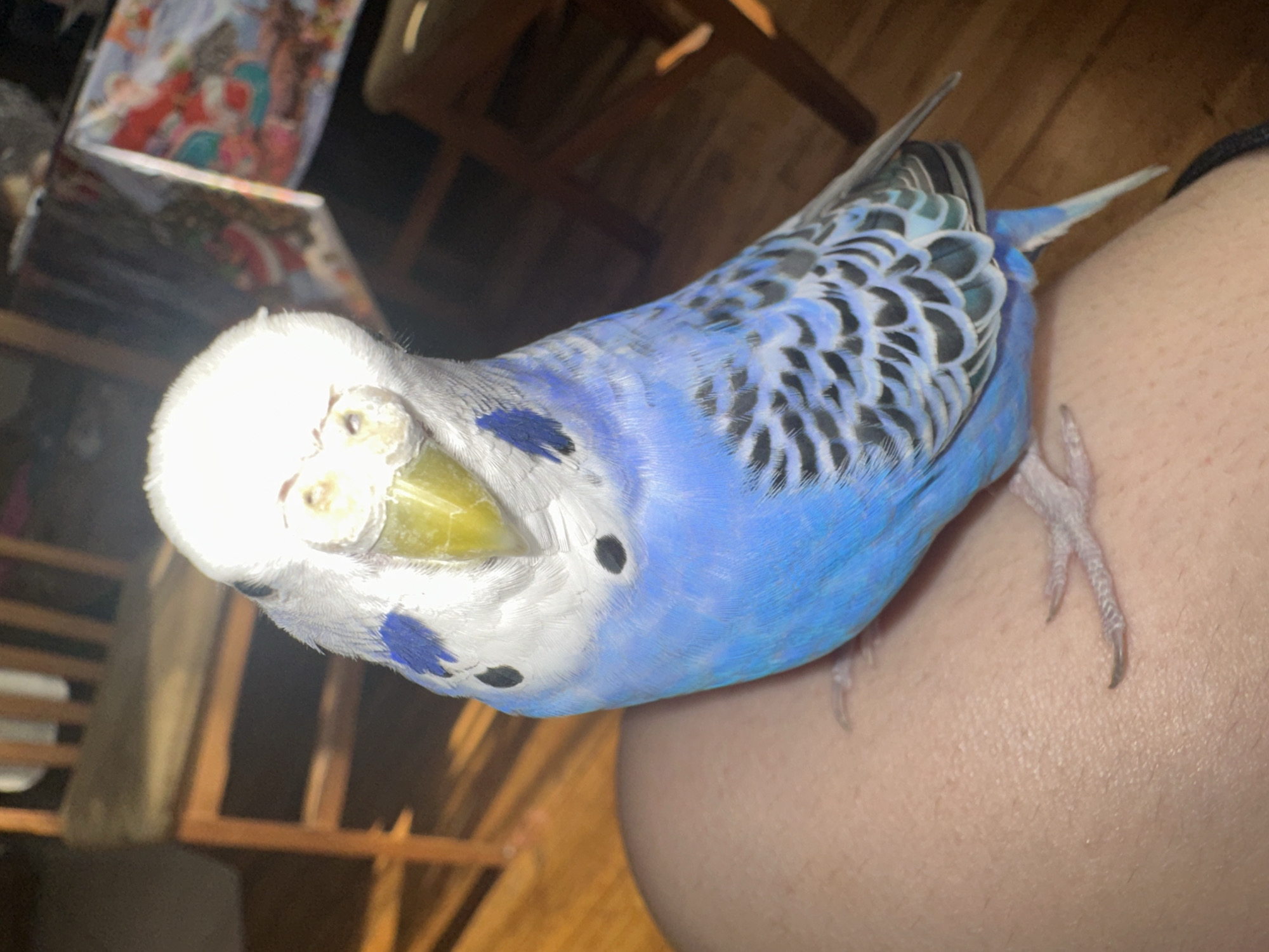 A budgerigar with blue and white plumage is perched on a person's leg. The budgerigar is facing the camera with its head tilted to the left. The bird's beak is yellow and its eyes are black. The background is out of focus and appears to be an indoor setting with wooden furniture and a patterned tablecloth. The lighting in the image is bright, casting a shadow on the budgerigar's head.
