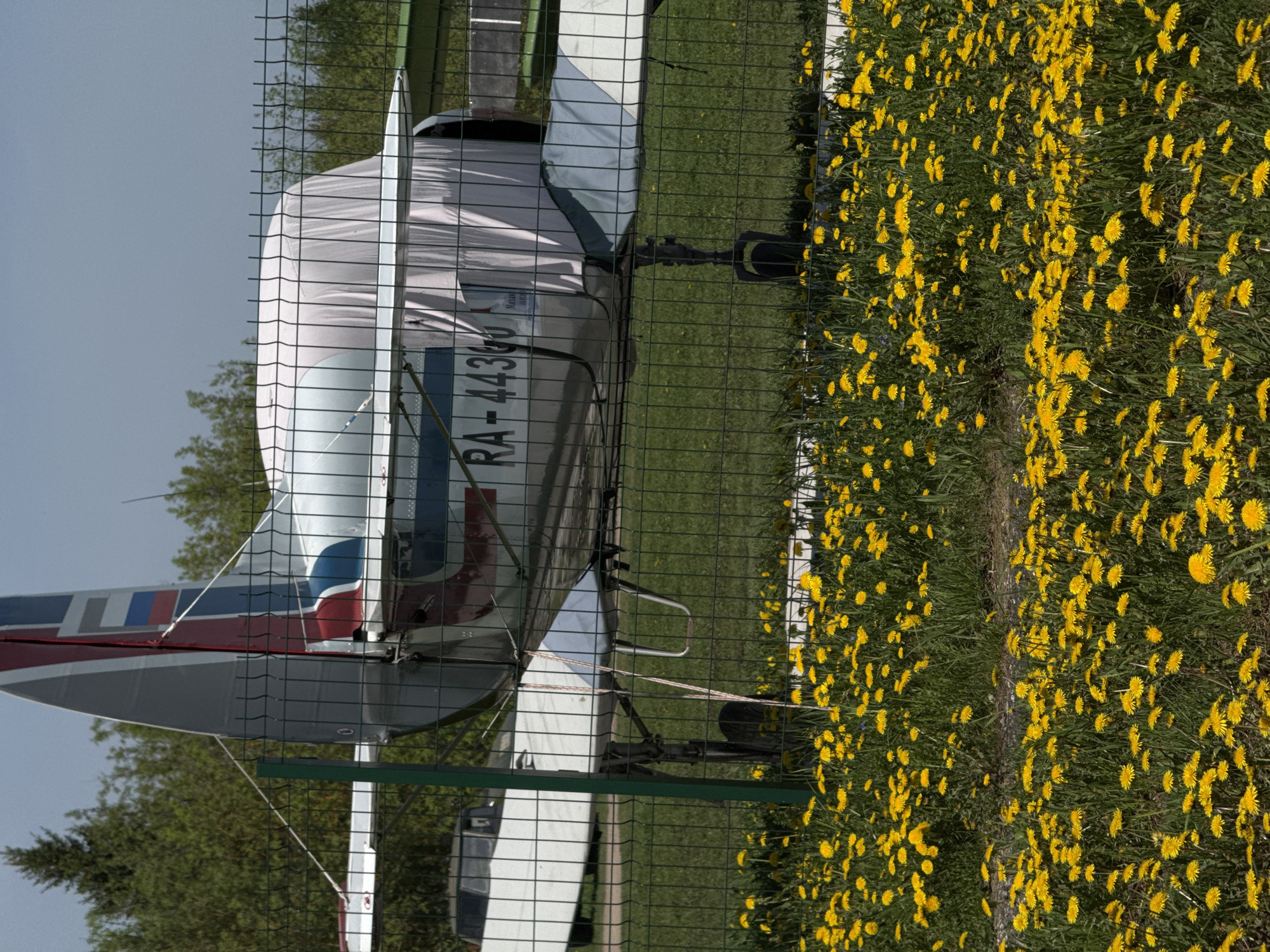 A light aircraft, possibly an ultralight, is partially obscured by a chain-link fence and a field of dandelions. The aircraft, registration "RA-4436," is parked on grass. The tail section features a grey, red, white, and blue color scheme. The environment includes trees in the background and a partially visible paved area. The location is possibly near Bogorodsk, Russia.