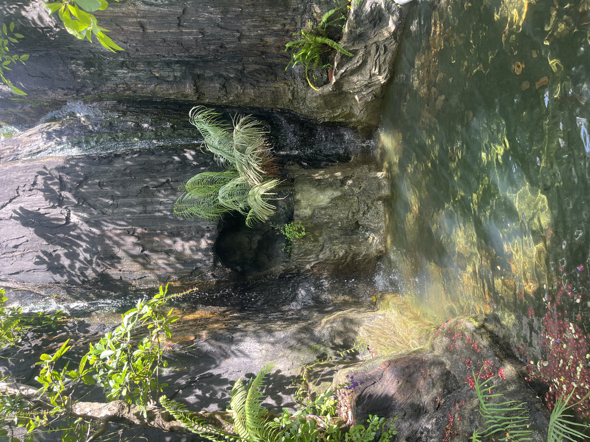 This is a photograph of a waterfall cascading down a rocky cliff face into a clear pool of water. Lush green vegetation, including ferns and vines, grows around the edges of the pool and on the rocks. The water is shallow enough to see the rocky bottom, and sunlight filters through the leaves, creating dappled patterns on the water's surface. Scattered red flower petals are visible on the rocks and floating in the water, adding a touch of color to the scene. A dark opening, possibly a cave or alcove, is visible in the rock face behind the waterfall. The overall impression is one of a tranquil, natural oasis. This scene is located in a zoo, within a simulated tropical environment, likely in a section designed to resemble a jungle or rainforest.