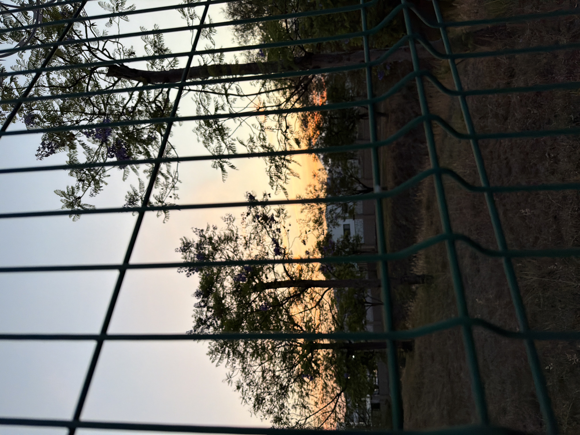 The image, taken in Santa Clara Ocoyucan, Mexico, presents a view through a green wire fence. In the background, silhouetted trees are visible against a sky transitioning from pale blue to sunset hues of orange and yellow. Some of the trees bear purple flowers. Beyond the trees, glimpses of buildings can be seen. The foreground consists of dry grass and vegetation. The image is slightly tilted.