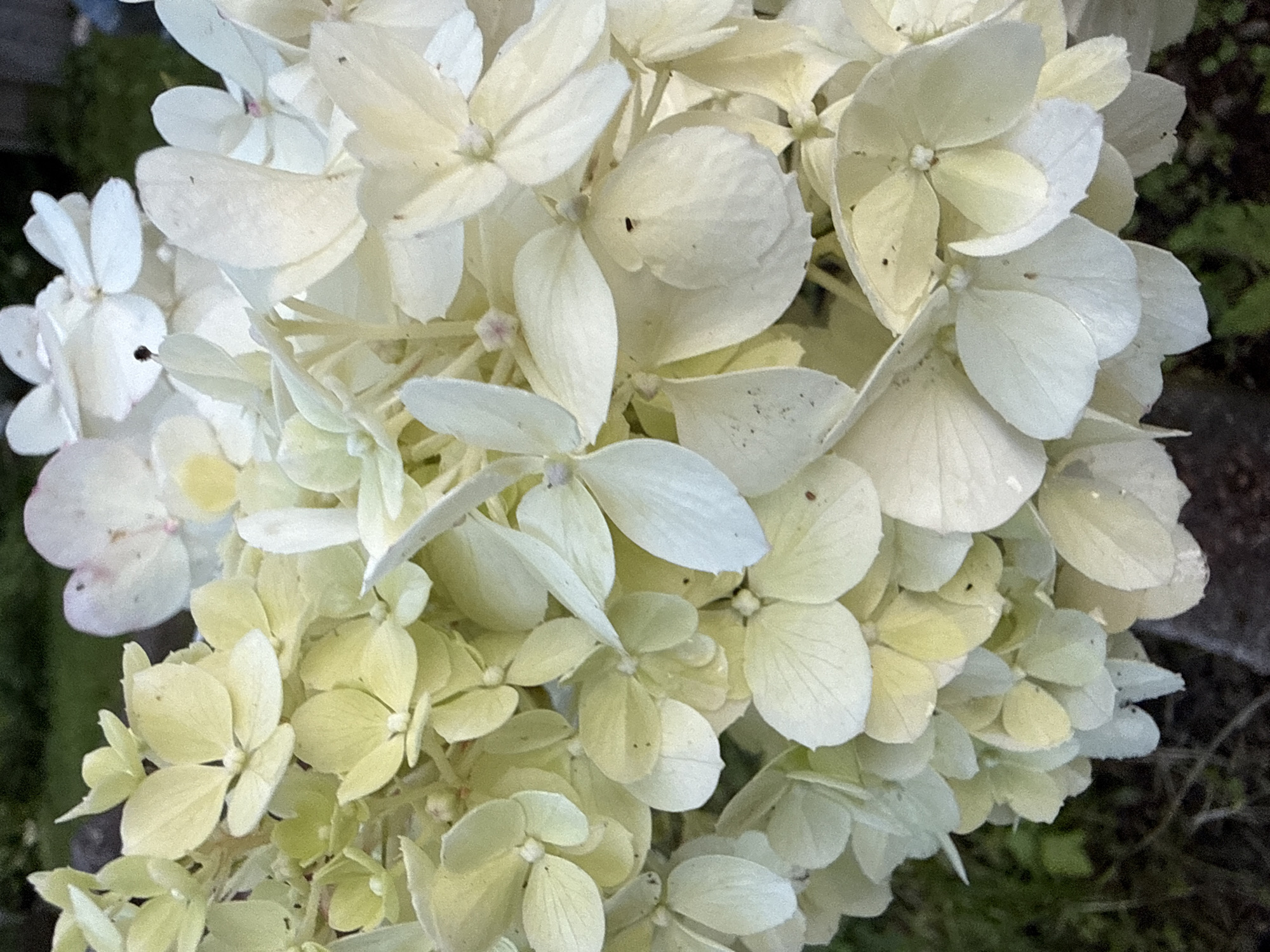 A close-up shot captures a cluster of pale green and white hydrangeas. The flowers are in various stages of bloom, with some fully open and others still forming. The petals are delicate and slightly translucent, with subtle variations in color. The background is softly blurred, suggesting an outdoor setting with foliage and dark earth. There are no people or animals visible in the image. The scene appears to be a garden or natural landscape, possibly in Irinovka, Russia, given the provided location.