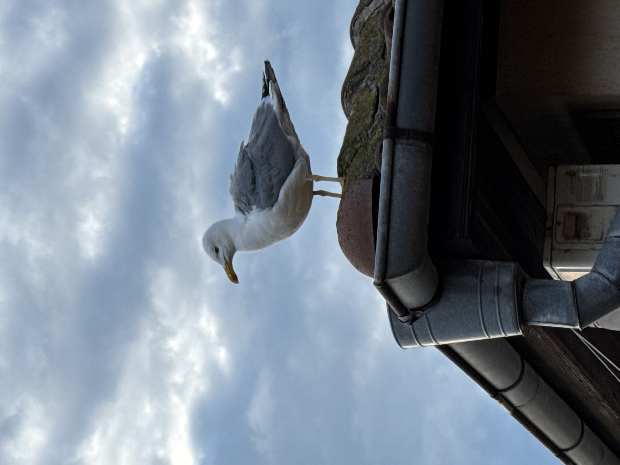 A low-angle shot shows a seagull perched on the edge of a building's roof in what appears to be Sozopol, Bulgaria. The bird has a white head and underbelly, gray wings and back, and a yellow beak. It faces downwards, looking towards the cloudy sky. The roof edge consists of weathered stone and a gray, metallic gutter system with visible pipes and fittings. An electrical box or similar utility fixture is attached to the building near the gutter. The sky is filled with diffuse clouds, suggesting an overcast day.