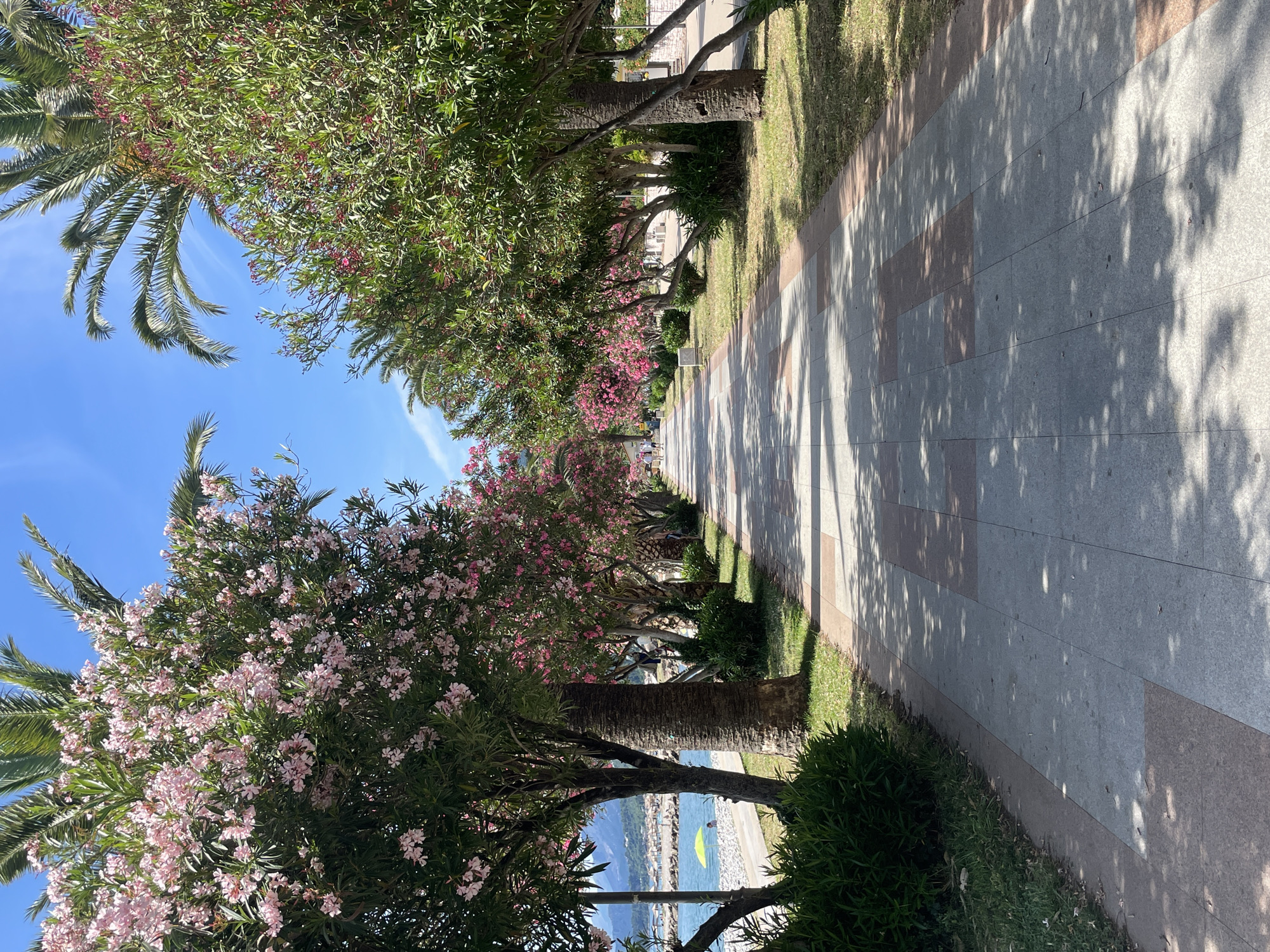 The image depicts a sunlit pedestrian promenade located in Bar, Montenegro, characterized by a long, straight path receding into the distance. The promenade floor consists of rectangular tiles in alternating light grey and reddish-brown hues, displaying numerous dappled shadows cast by overhead foliage. Flanking both sides of the promenade are continuous rows of lush green trees, prominently featuring flowering Oleander trees with clusters of pink blossoms, interspersed with palm trees.
To the left of the promenade, a pebble beach is visible, with the calm, light blue-green waters of the sea beyond. A bright yellow-green beach umbrella provides shade for a single, indistinct individual on the beach, and additional beach umbrellas are visible further along the shore. Mountains rise in the far distance across the body of water. On the right side of the promenade, the tree line continues, obscuring further details of the immediate environment. In the background, several indistinct human figures are observed walking along the promenade. The sky is clear and bright blue, indicating a sunny day.