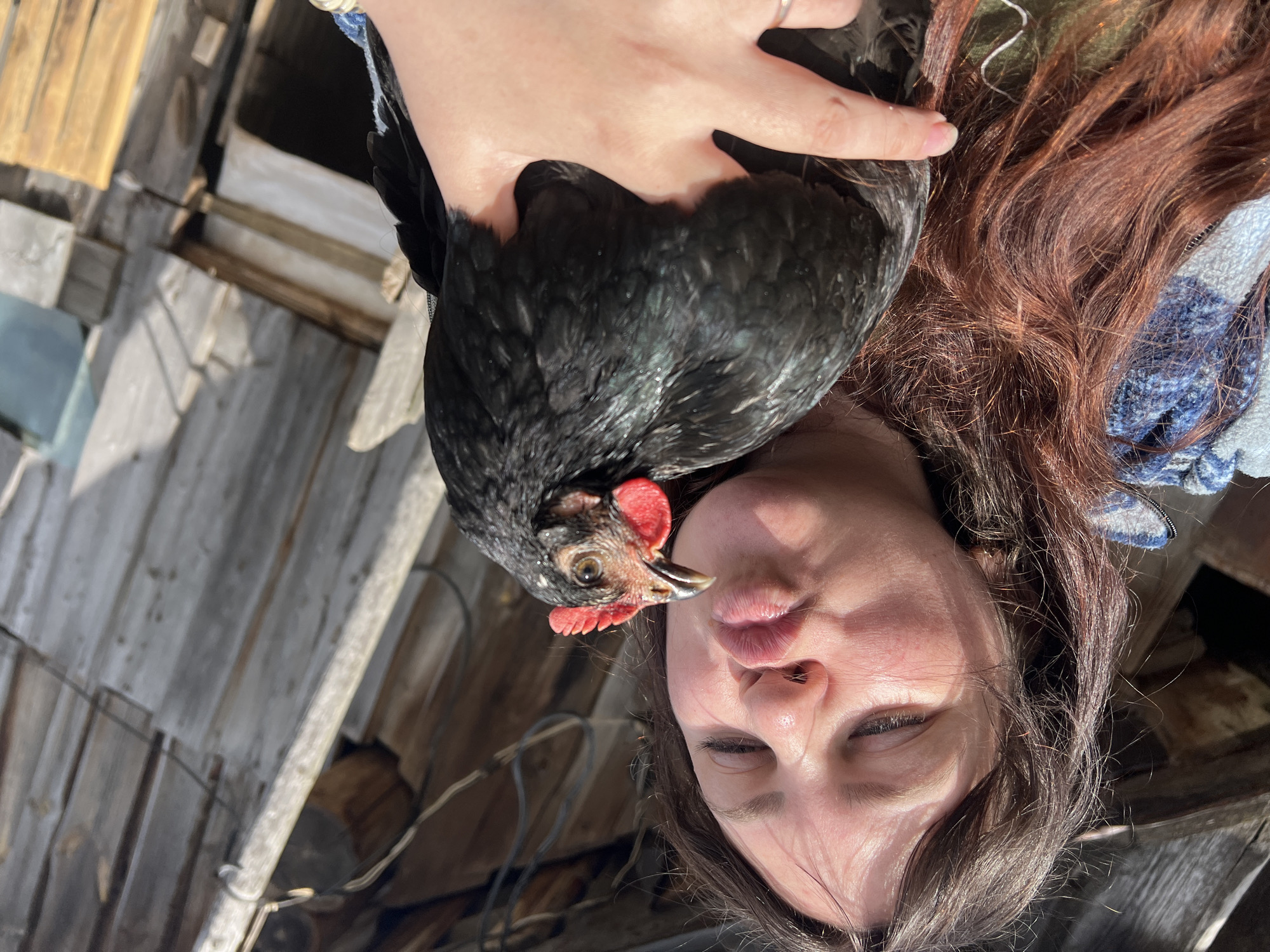 A woman with auburn hair puckers her lips towards a black chicken she is holding in her left arm. She is wearing a blue and white patterned jacket. The chicken has black feathers and a red comb. In the background, there is a weathered wooden structure, possibly a barn or shed, with visible planks and some wiring. The lighting suggests it is daytime, with sunlight casting shadows. The scene appears to be outdoors in a rural or semi-rural setting, consistent with a location in Panteleevka, Russia.