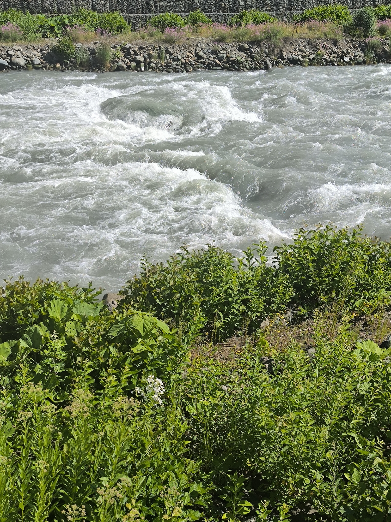 The image depicts a fast-flowing, turbulent river, likely in Estosadok, Russia, given the context of the prompt. The water is a milky, grayish-white color, indicative of glacial melt or sediment. Numerous whitecaps and rapids suggest a significant current and shallow areas with submerged rocks. The riverbank in the foreground is densely covered with lush green vegetation, including various types of leafy plants and some taller, slender plants with small, light-colored flower clusters. In the background, a rocky embankment leads up to a wall constructed of stacked stones, which appears to be a retaining wall or landslide defense. Beyond the stone wall, more greenery and some pink flowers are visible, suggesting the natural landscape beyond the immediate river area. The overall impression is of a wild, natural setting, possibly in a mountainous region due to the presence of the retaining wall and the turbulent river. There are no people visible in the image.