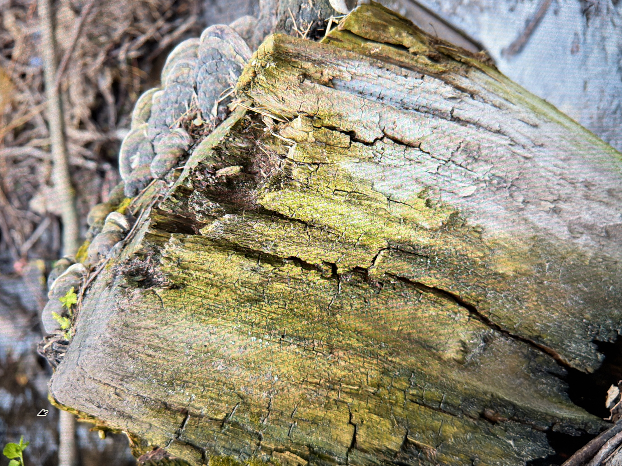 The image shows a close-up, angled view of a weathered and moss-covered tree stump. The stump is rough and cracked, with prominent vertical grain patterns. Patches of vibrant green moss and yellow lichen are visible on its surface. Several bracket fungi, appearing gray and layered, are growing on the top of the stump. In the background, out of focus, are dry twigs and foliage, suggesting an outdoor, natural environment. The surface of the stump shows signs of decay and age. There are no people or animals visible in the image, nor any discernible urban elements that would indicate a specific location within the city of Kyiv, Ukraine.