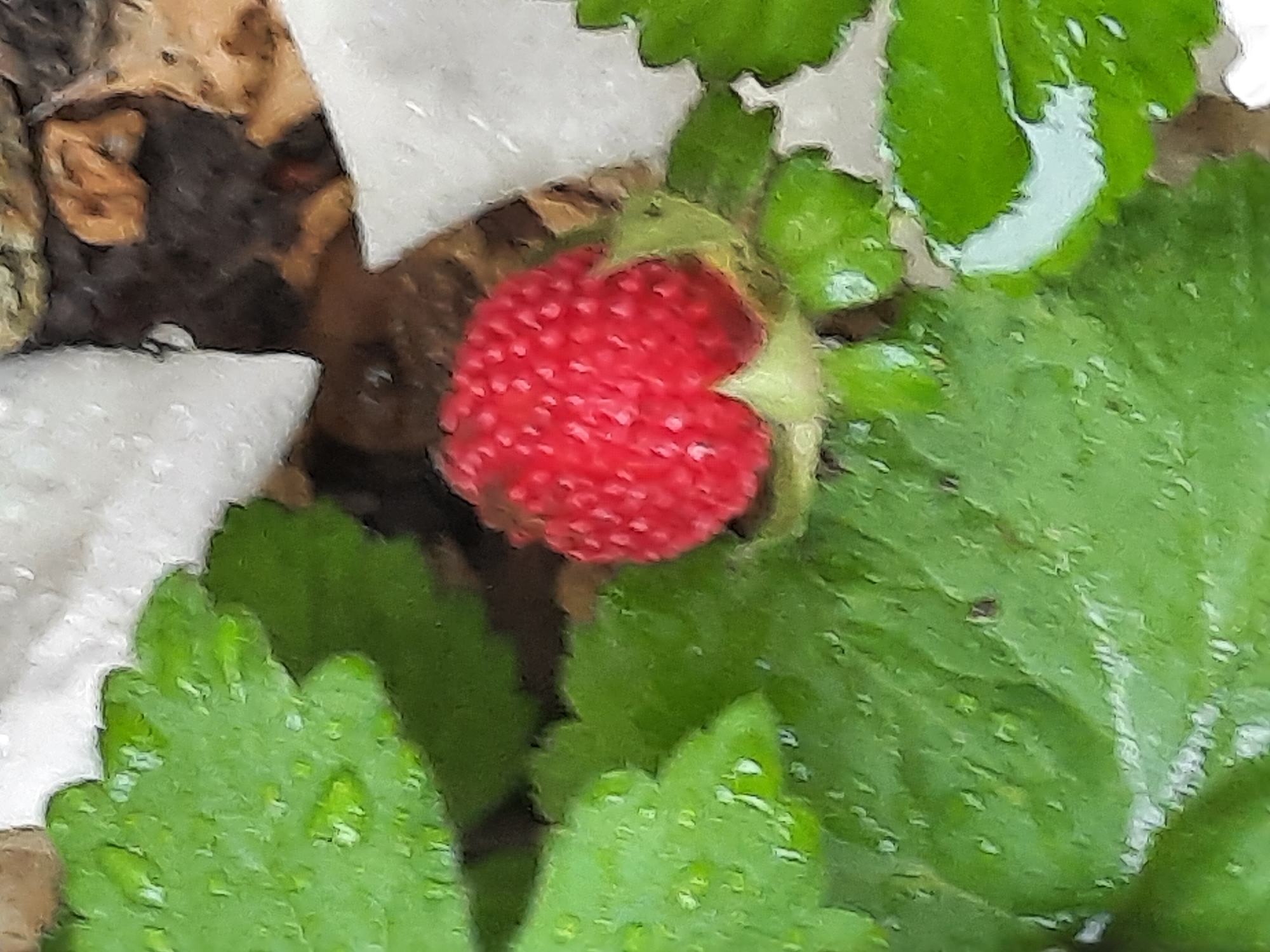 A close-up, high-angle shot captures a single, small, bright red strawberry nestled amongst vibrant green leaves. The strawberry is round with visible seeds on its surface and a small green calyx at its base. The leaves are lush and appear to be slightly wet, with small droplets of water visible on their textured surfaces. The background is a blur of earthy tones, suggesting soil and possibly some dried leaves or bark. The image has a painterly quality, with soft edges and a slightly textured appearance. The scene is located in Rosenheim, Germany.