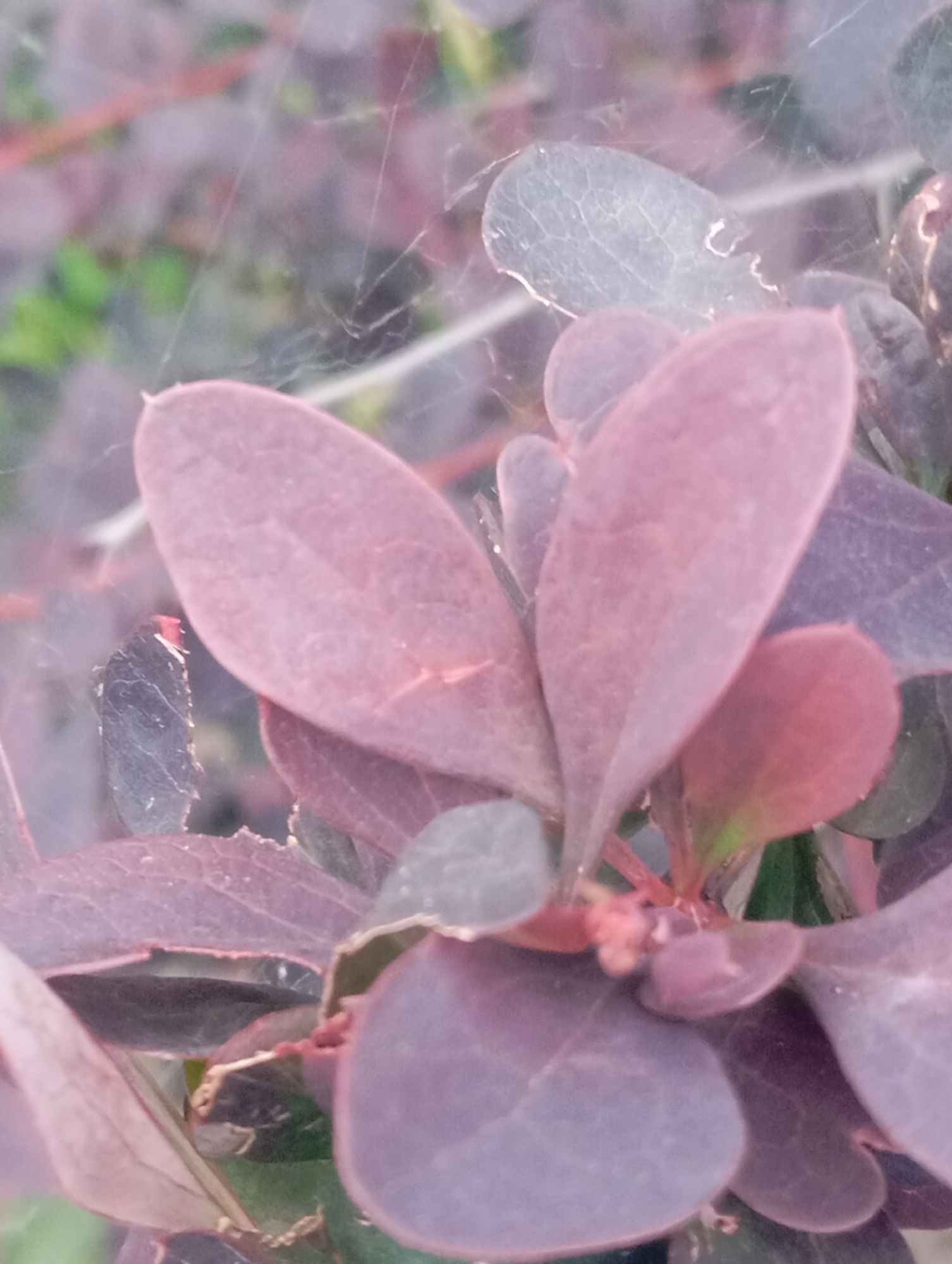 A close-up, vertical shot focuses on the deep purple and pinkish-red leaves of a bush. The leaves are oval-shaped and slightly curled, with visible veins and a matte texture. Some of the leaves have serrated edges. The bush is partially obscured by a fine, silvery spiderweb that is draped across the foliage, catching the light. In the background, blurred green and pale purple elements suggest other vegetation and possibly the sky, indicating an outdoor environment in Sofiivska Borshchahivka, Ukraine. The lighting is diffused, creating soft shadows. There are no people or animals present in the image.