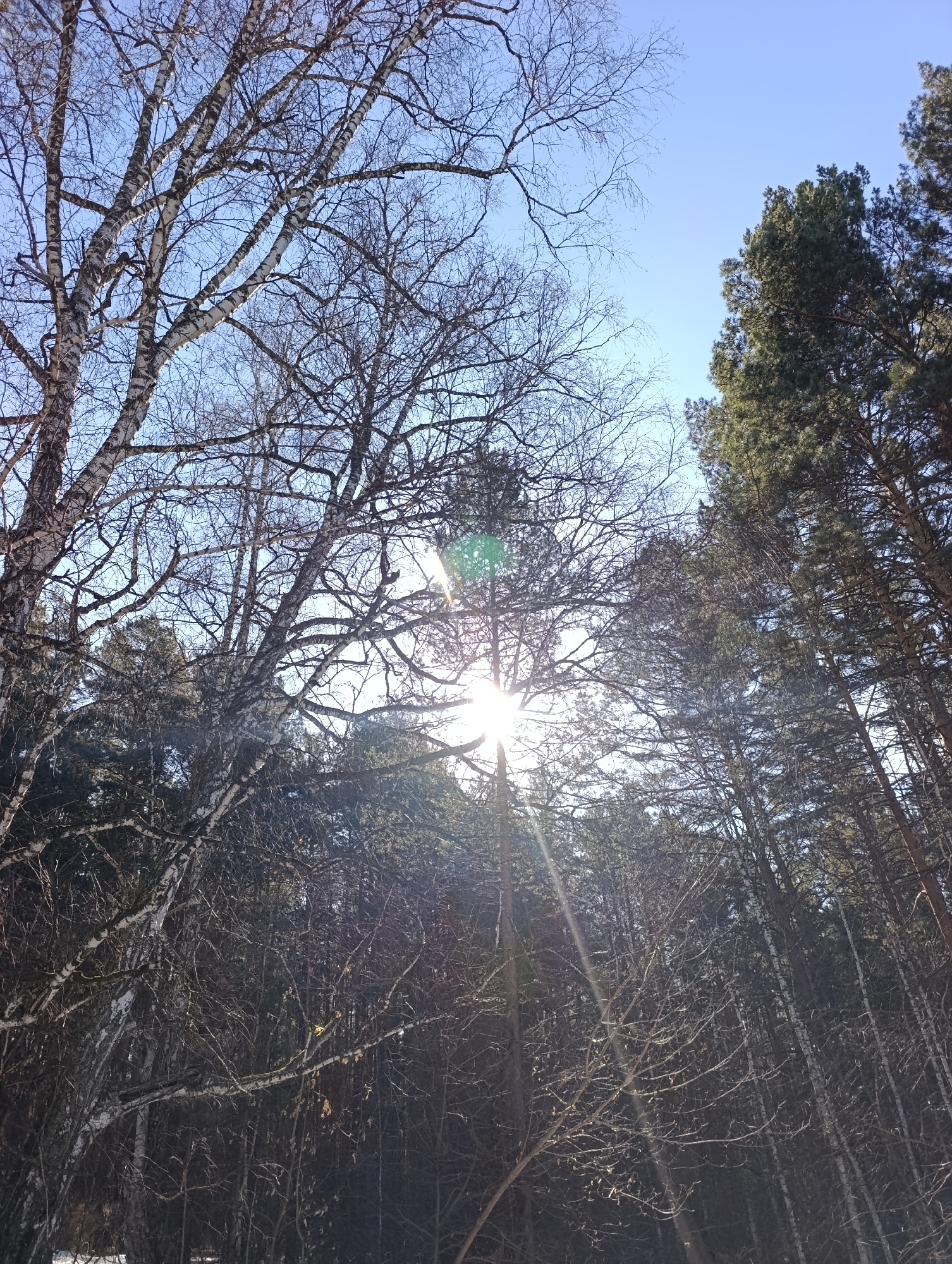 The image is a low-angle shot of a forest on a sunny day in Krasnoyarsk, Russia. The sun is visible through the trees, creating a bright glare. The trees are mostly bare, with some evergreens mixed in. There is snow visible on the ground. The sky is blue and clear.