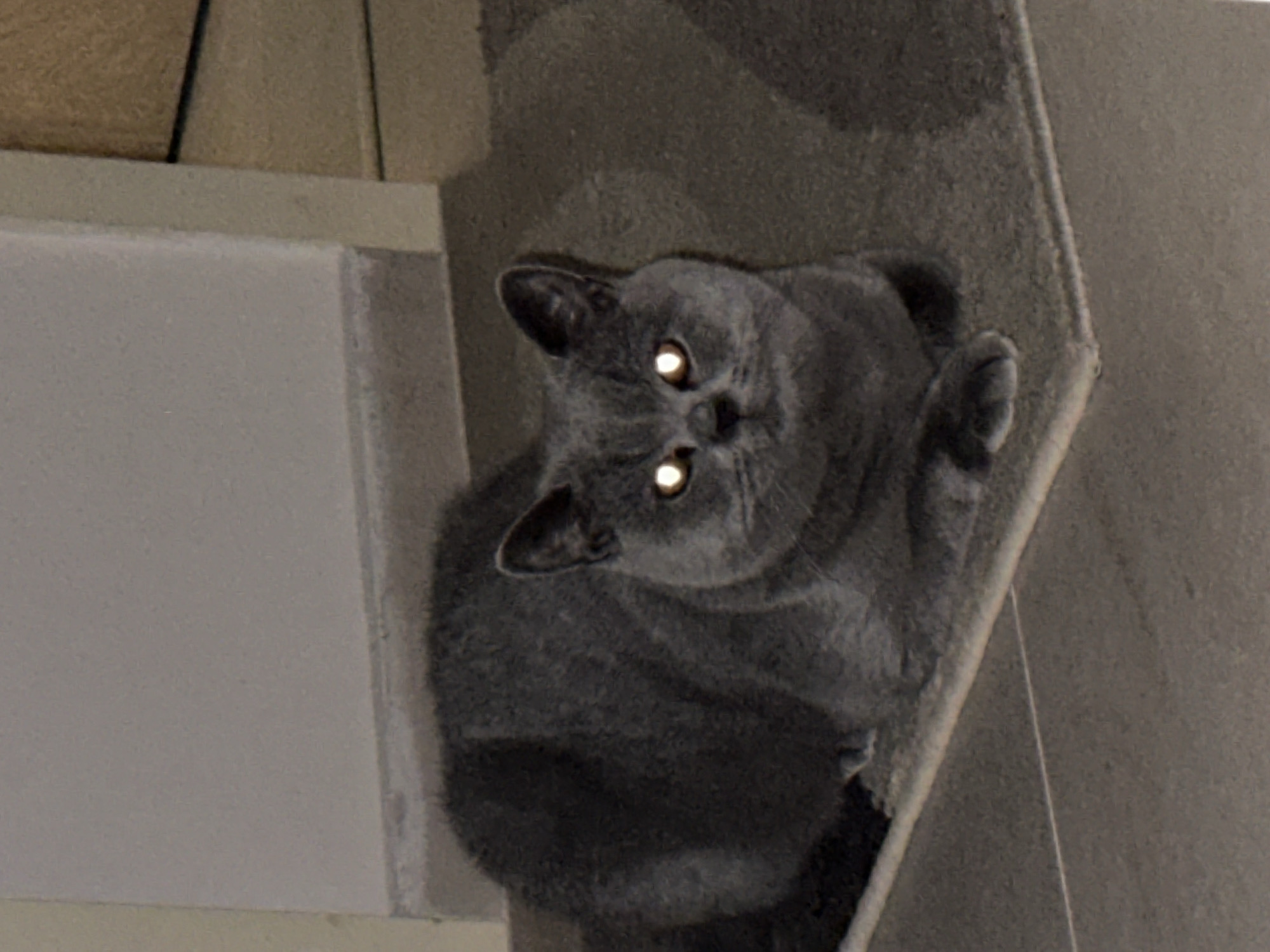 A grey British Shorthair cat is lying on a grey rug. The cat has bright yellow eyes. The cat's body is mostly visible, and it appears to be in a relaxed position. The background is out of focus and consists of a wall and floor. The scene is indoors.