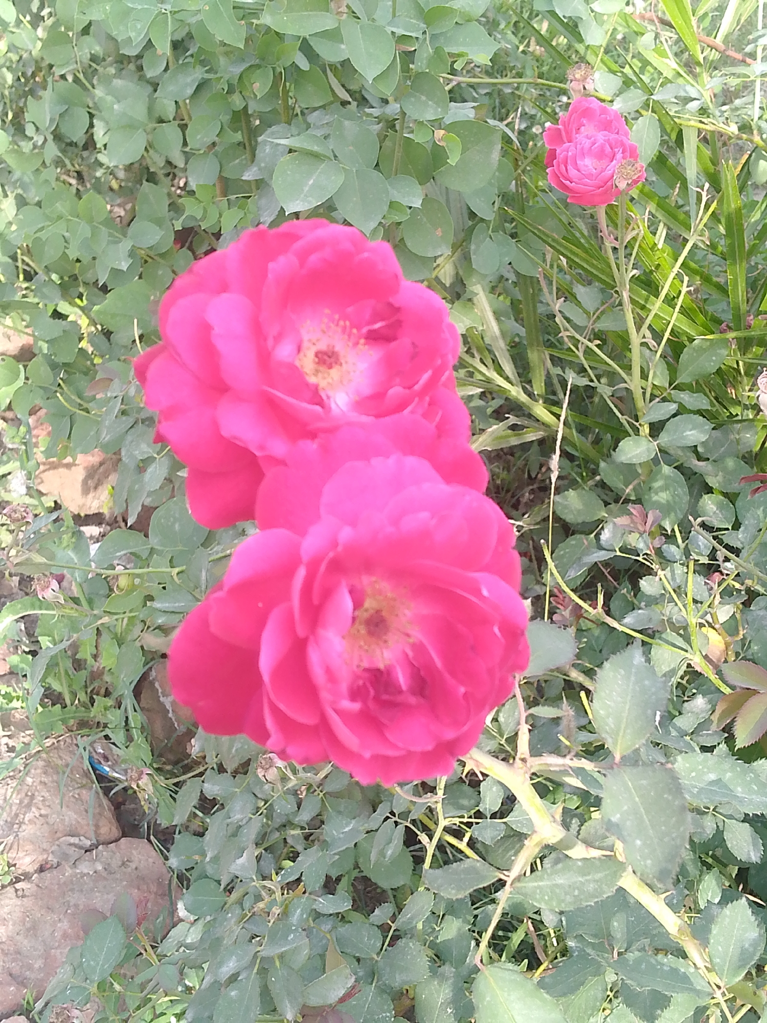 The image shows a close-up view of three red roses in a garden setting. The roses are in various stages of bloom, with the two larger roses in the foreground being more fully opened. The surrounding foliage consists of green leaves. To the left there are some rocks. The location is Unknown, Unknown.