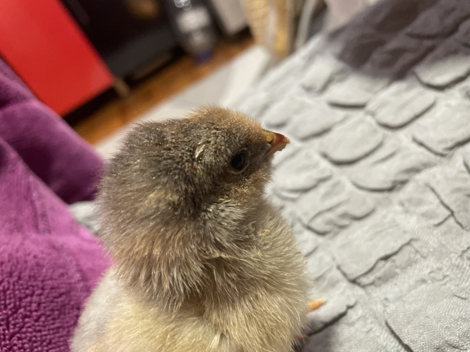 A close-up shot features a small, brown and white chick. The chick is positioned on a textured grey surface. In the background, a red object is visible on the left and blurry furniture elements are present. The location of the photo is not indicated.