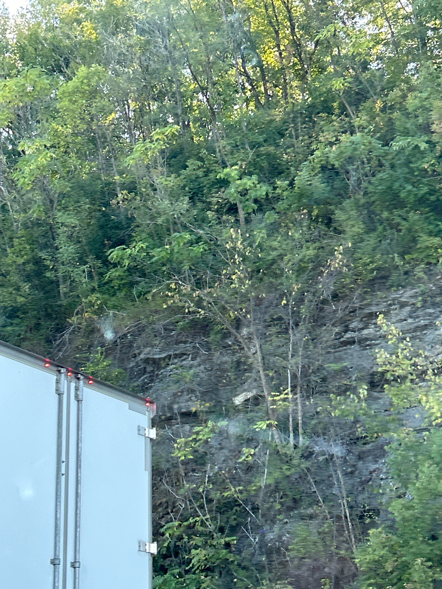 An outdoor, daytime, medium shot captures the side of a white trailer with red lights along its top edge, parked on a road in Collier Township, USA. The trailer occupies the lower left of the frame. Behind the trailer, a dense, green forest covers a rocky incline. Trees of varying heights and types, including those with bare branches, create a layered backdrop. Sunlight filters through the leaves, casting dappled light and shadows on the foliage and the rocky terrain. The overall scene suggests a natural, wooded environment alongside a roadway.