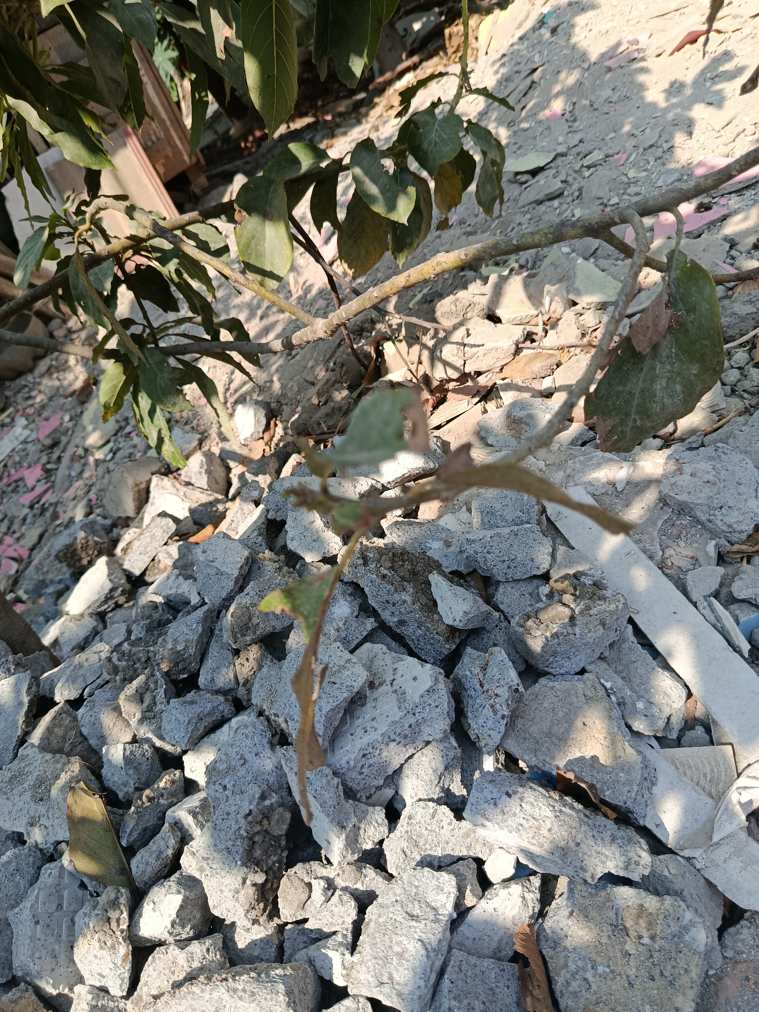 The image depicts a pile of rubble, primarily consisting of broken concrete and construction debris, likely in Wanasari, Indonesia. A tree branch with green leaves extends into the frame from the upper left, casting shadows on the debris. The sunlight highlights the rough textures of the broken materials. There are no people or animals visible in the scene.