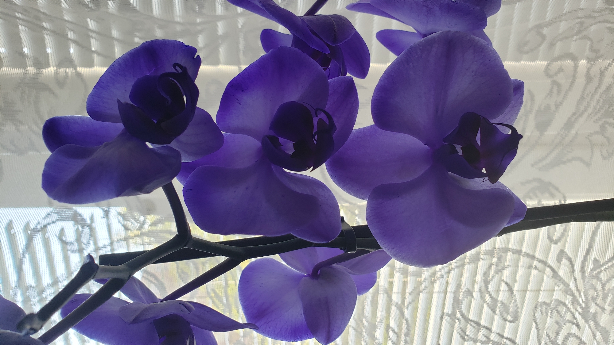 A close-up, low-angle shot captures a cluster of vibrant purple orchids against a backdrop of diffused light filtering through blinds. The flowers, with their delicate petals and dark centers, are in sharp focus, while the background, featuring horizontal blinds and a patterned curtain or window covering, is softly blurred. The lighting suggests an indoor setting, possibly near a window. There are no people or animals present in the image. The overall impression is one of natural beauty and tranquility. This scene does not provide any specific landmarks or clues that would allow for its identification within Bratislava, Slovakia.