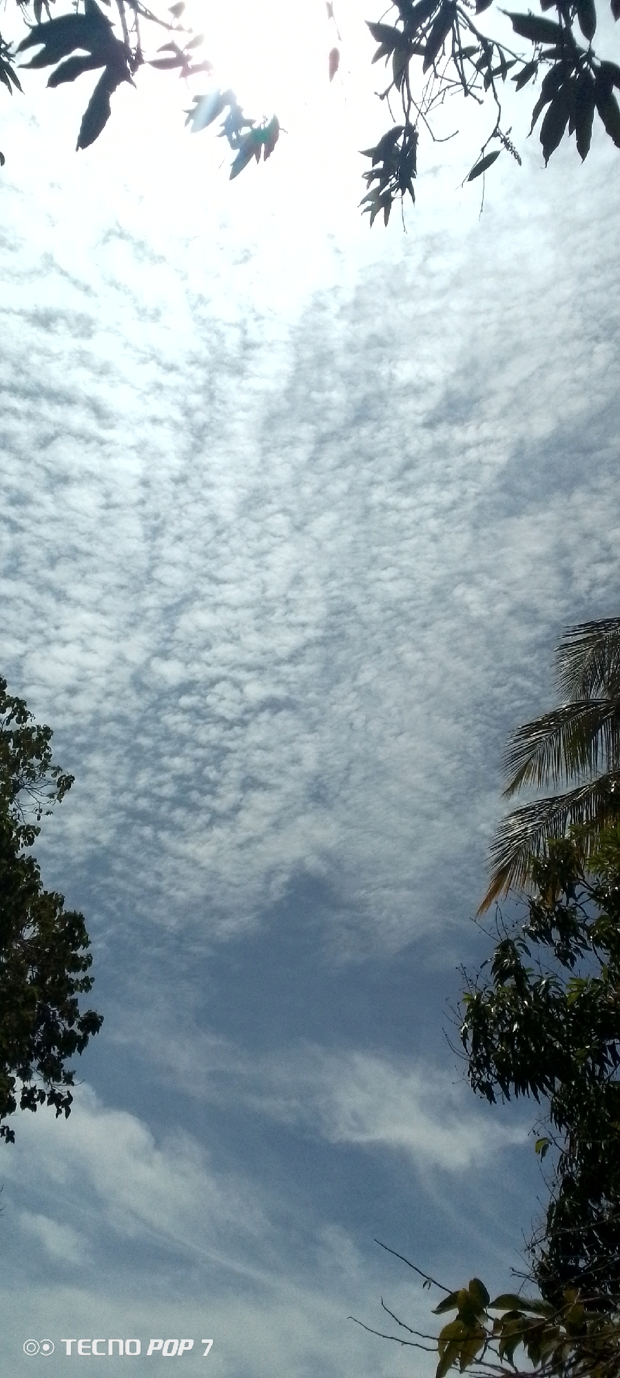 The image shows a view looking up at a sky filled with altocumulus clouds. Branches and leaves from trees frame the scene along the top and sides. The lower portion of the image shows a clear blue sky. The camera used to capture the image has "Tecno Pop 7" imprinted on the bottom left corner. The location is outdoors, with the camera angled upwards to capture the sky and surrounding vegetation. There is no information in the image that identifies the location as Altagracia, Venezuela.
