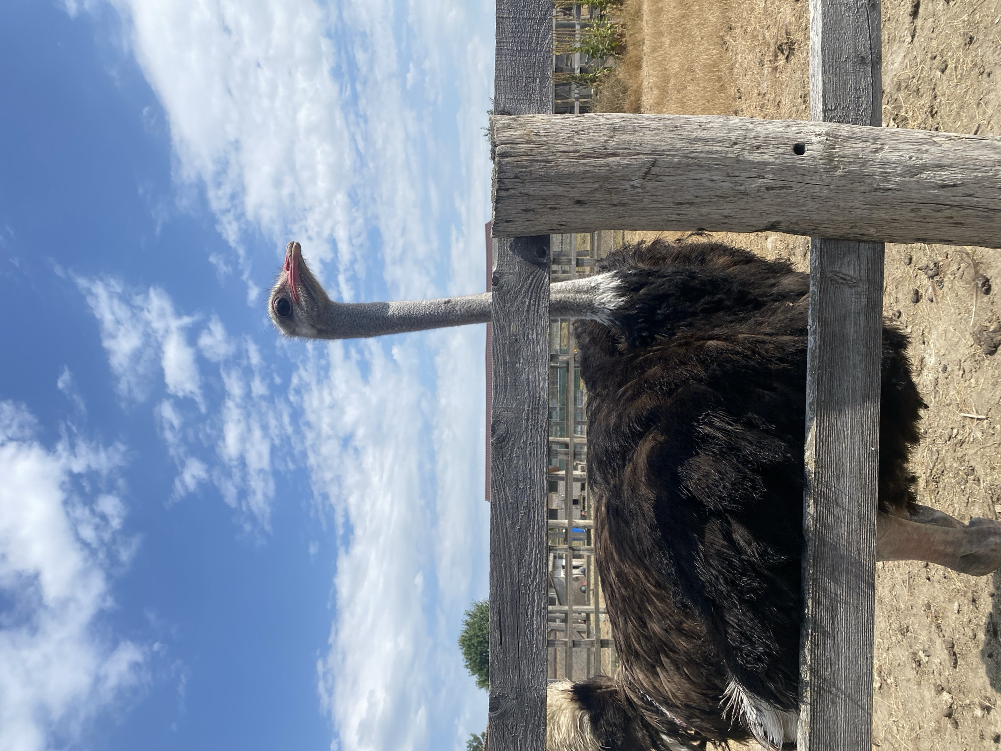 An ostrich stands behind a wooden fence in an outdoor enclosure under a blue sky with scattered clouds. The ostrich's head and long neck are visible above the fence, and its dark, feathered body is mostly hidden behind it. The enclosure appears to be a dry, dusty area with some vegetation in the background. The scene is set during daylight hours, suggesting a warm, sunny day. The location is identified as Targu Neamt, Romania.