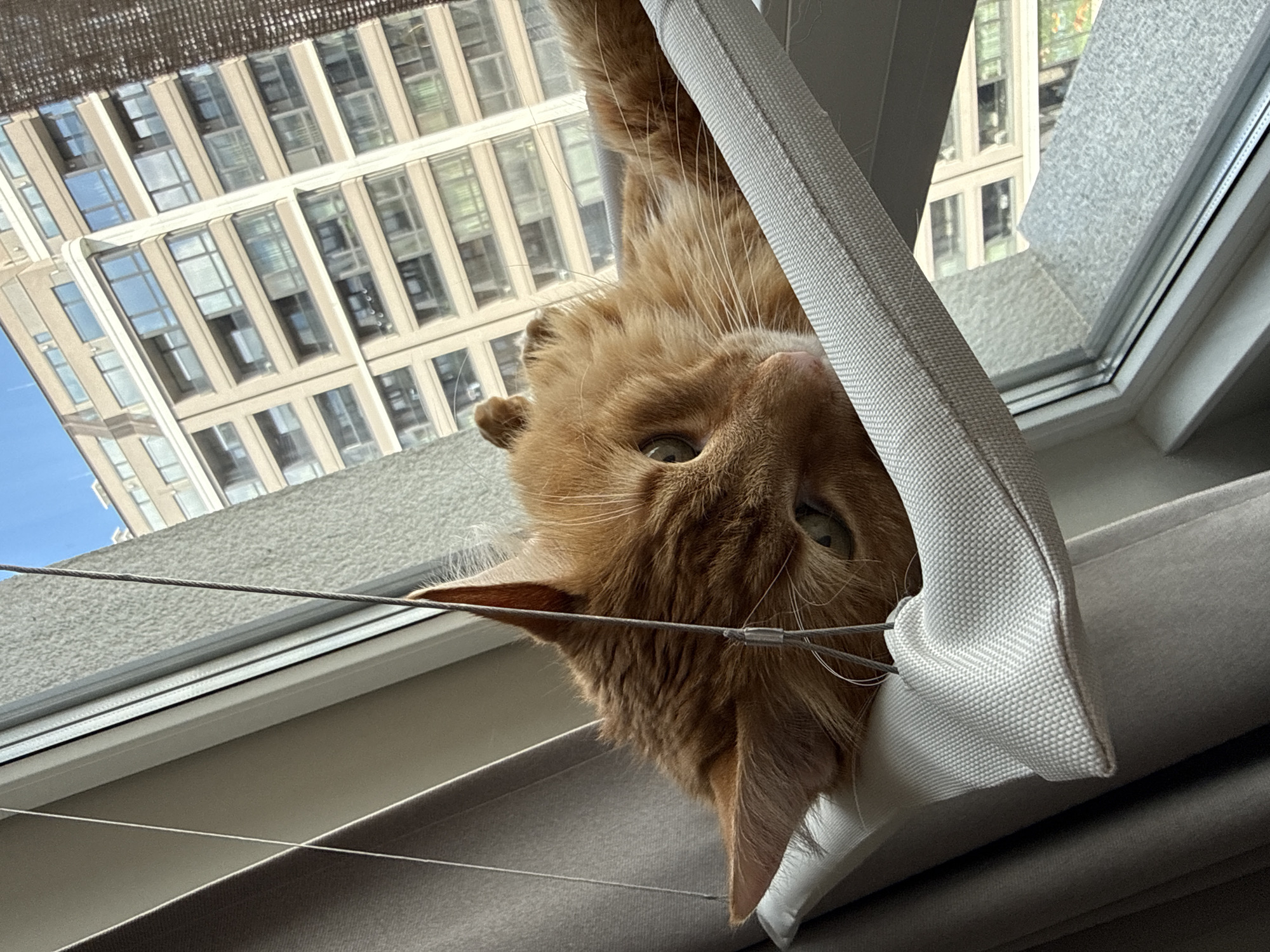 The image displays an orange domestic cat resting in a window-mounted hammock, with an urban cityscape visible through the window.
**Subject:** An adult, ginger-colored cat with medium-length fur is positioned centrally in the frame. The cat is lying prone, with its head resting on the edge of a light-colored fabric hammock. Its eyes, light green in hue, are open and directed slightly towards the viewer's left. Prominent white whiskers extend from its muzzle. The cat's left ear, featuring internal tufts, is visible, while its right ear is partially obscured. The majority of the cat's body is hidden by the hammock.
**Objects:** The cat occupies a light grey, textured fabric hammock, designed to be suspended within a window opening. The hammock's fabric exhibits a woven pattern, possibly herringbone. Multiple thin, grey metallic cables secure the hammock; one prominent cable runs diagonally across the upper part of the cat's head. The hammock is attached to a white, possibly PVC, window frame.
**Interior Environment:** To the left of the window, a light grey curtain is partially drawn, creating folds. A smooth, light-colored wall surface is visible above and adjacent to the window frame.
**Exterior Environment:** Through the window, a large, multi-story building is visible under a clear blue sky. The building features a light beige or tan facade with numerous rectangular windows, some of which exhibit reflections. The architectural style suggests a modern residential or commercial structure. In the lower right quadrant of the exterior view, a grey, granular textured surface, likely an exterior ledge or architectural element, is present.
**Location (Sofia, Bulgaria):** The architectural characteristics of the visible building—a modern, multi-story structure with a light-colored facade and extensive fenestration—are consistent with contemporary urban developments and residential areas commonly found within Sofia, Bulgaria. While no specific identifying landmarks are discernible, the general urban density and building style align with the typical streetscapes of a European capital like Sofia.