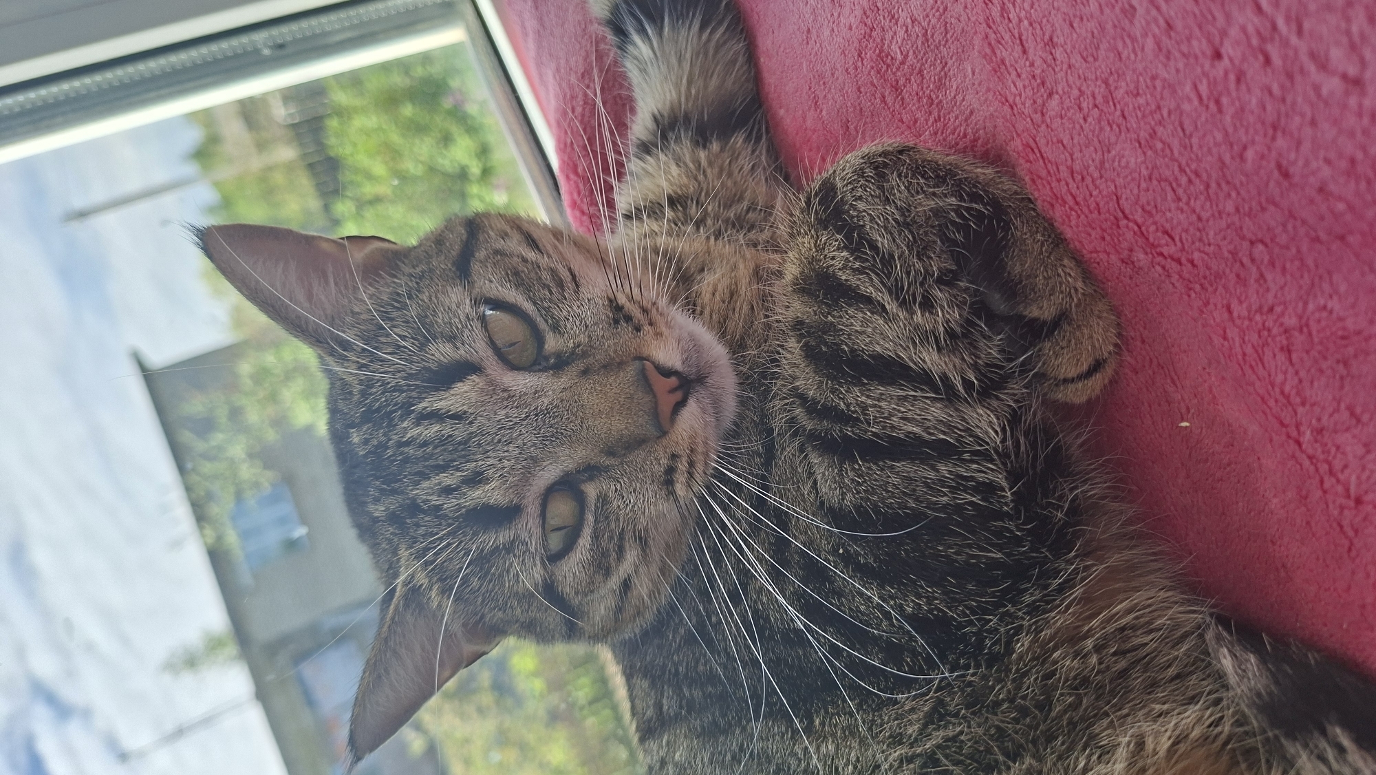 A brown tabby cat lies on its back on a pink blanket, with its head near a window. The background shows greenery outside the window. The image appears to be taken indoors, in Забалоцкі сельскі Савет, Belarus.
