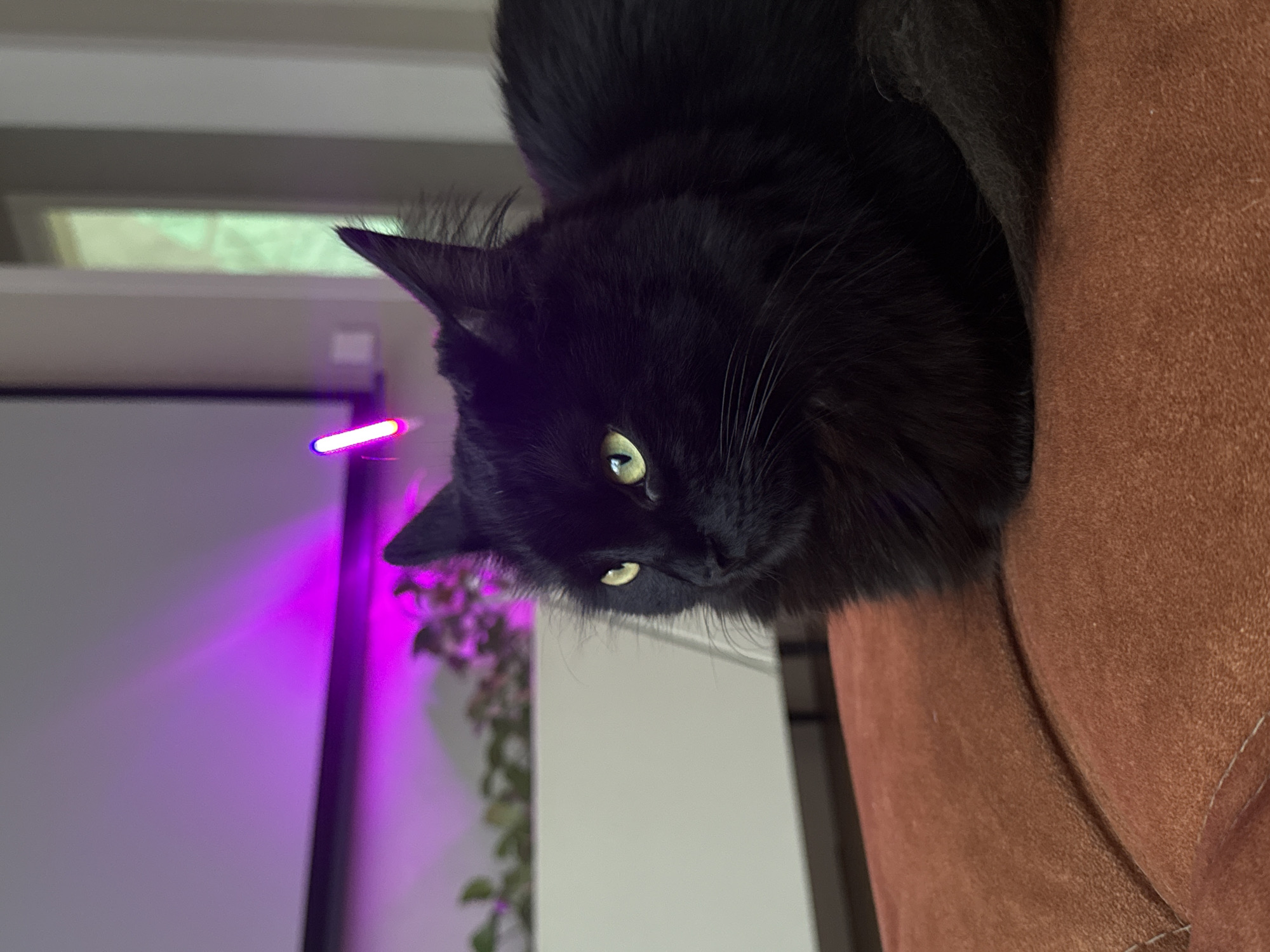 A close-up, slightly angled photograph depicts a black cat with green eyes resting on a brown surface, likely a piece of furniture. The cat's face is turned towards the camera. A purple light is visible in the background, along with a plant. The environment suggests an indoor setting. There is no evidence in the image to indicate the location is Rostov-on-Don, Russia.