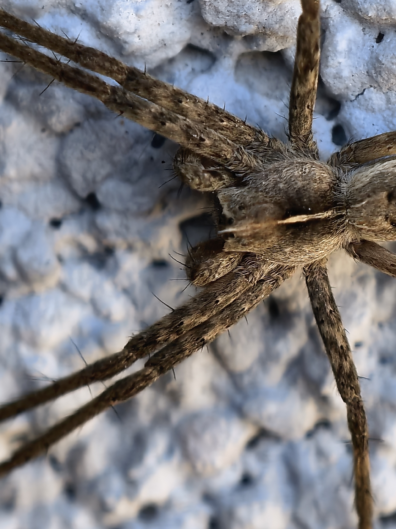 This close-up macro photograph presents a spider from an overhead perspective, resting on a textured, light-colored surface. The spider's body and legs are prominently featured, showcasing a brownish-grey coloration densely covered in fine hairs and distinct, dark bristles or spines. Its segmented legs extend outwards, revealing their rough, spiky texture in sharp detail. The background, which appears to be an irregular, bumpy surface like stucco or concrete, is softly blurred, drawing focus to the arachnid. The lighting is diffused, highlighting the intricate details of the spider's exoskeleton and leg structure. No specific activity is depicted, with the spider appearing stationary. There is no visible text in the image. The setting is a natural environment, possibly an outdoor wall, in Sapareva Banya, Bulgaria.