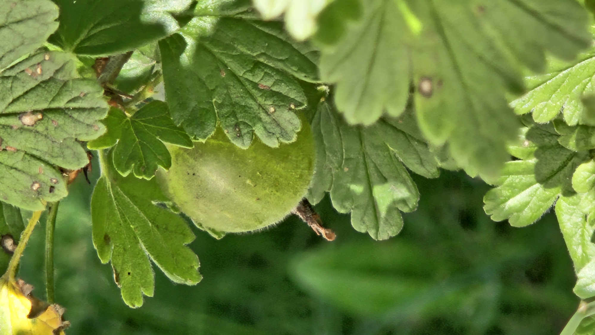 A close-up, vertical, eye-level shot showcases a single, pale green gooseberry amongst its leaves. The gooseberry is slightly fuzzy and has a small, brown stem extending from its bottom. The leaves surrounding the fruit are a vibrant green, some with visible veins and a slightly serrated edge. A few leaves are tinged with yellow and show small brown spots, possibly signs of age or minor damage. The background is a blur of green foliage, indicating an outdoor setting with ample sunlight, creating soft shadows on the leaves. The image captures a natural, organic scene, likely in a garden or wooded area. No people or specific landmarks are visible, but the mention of Kapūņi, Latvia, places the scene in a rural or suburban environment within that region.