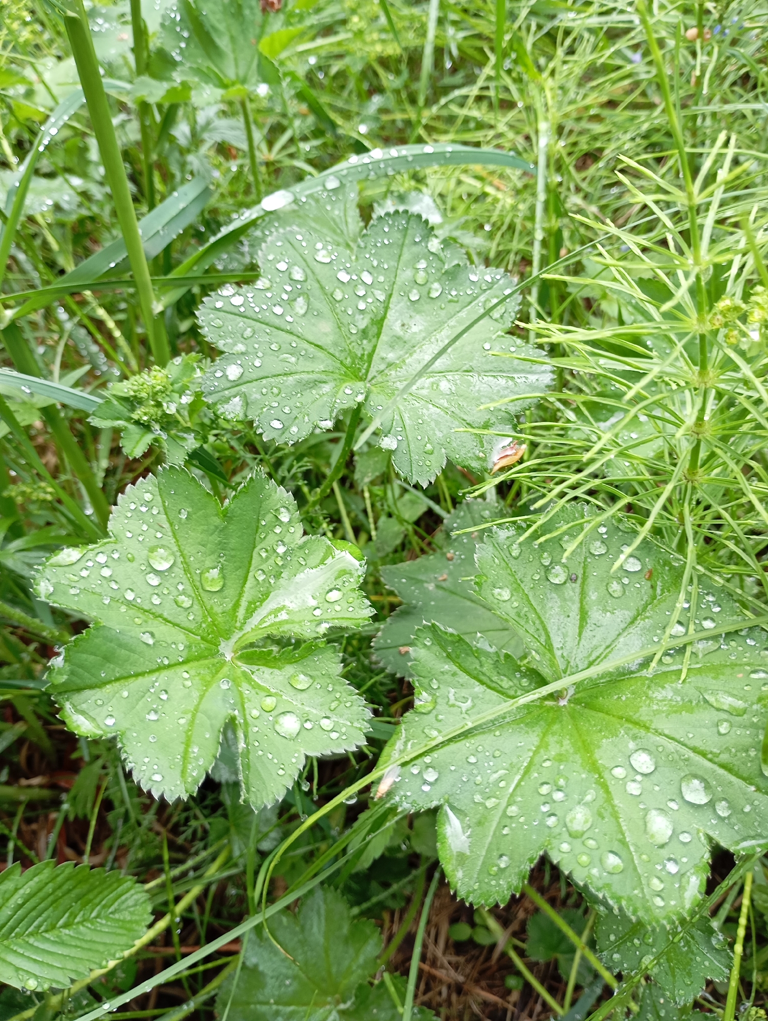 The image depicts a close-up view of lush green vegetation, likely in a natural environment. Three large, textured leaves are prominently featured, each adorned with numerous water droplets. These leaves are surrounded by various other plants and grasses, some with a similar vibrant green hue, and others appearing thinner and needle-like. The water droplets suggest a recent rainfall or morning dew. The location of the image is Unknown, Unknown.