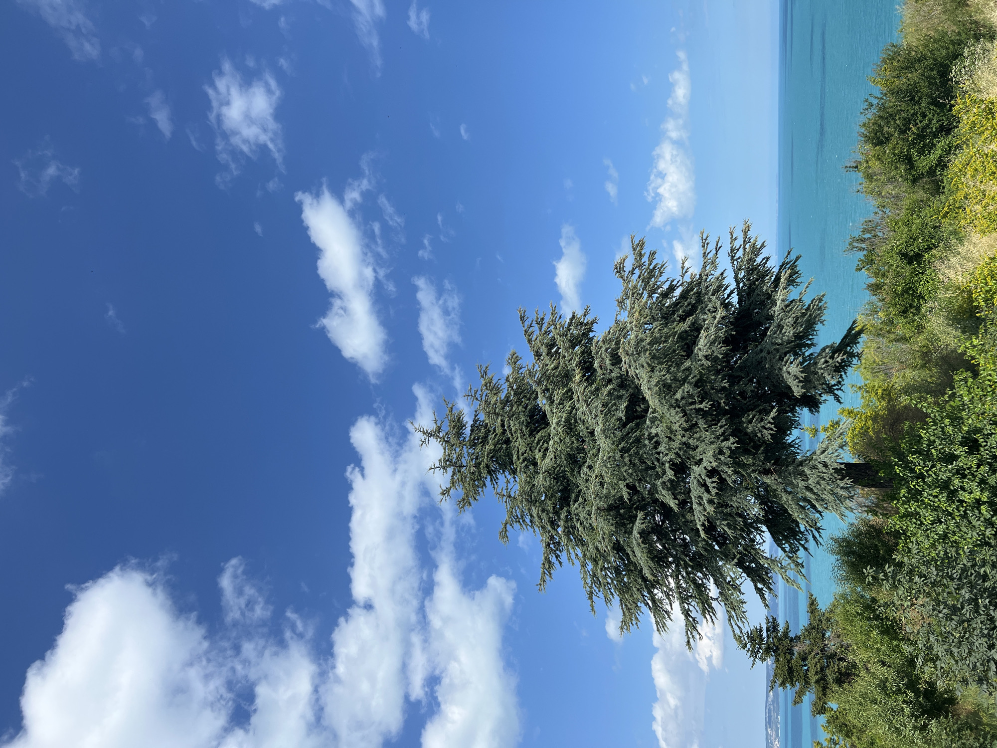 A large, mature evergreen tree stands prominently in the foreground, its branches extending outwards and upwards against a clear, vibrant blue sky dotted with fluffy white clouds. The tree's foliage is a deep green, with a feathery texture. To the left and slightly behind this main tree, a smaller evergreen tree is visible.
The middle ground is filled with lush green foliage, a mix of trees and shrubs, creating a dense, natural barrier. This vegetation slopes down towards a body of water.
The background features a vast expanse of turquoise water, likely a sea or ocean, stretching to the horizon. In the far distance, a faint line of land is visible, suggesting a coastline or distant cityscape. The water is calm, with subtle ripples reflecting the bright sky. The overall scene depicts a natural landscape, likely on a sunny day, with the sea meeting the land beneath a wide-open sky.