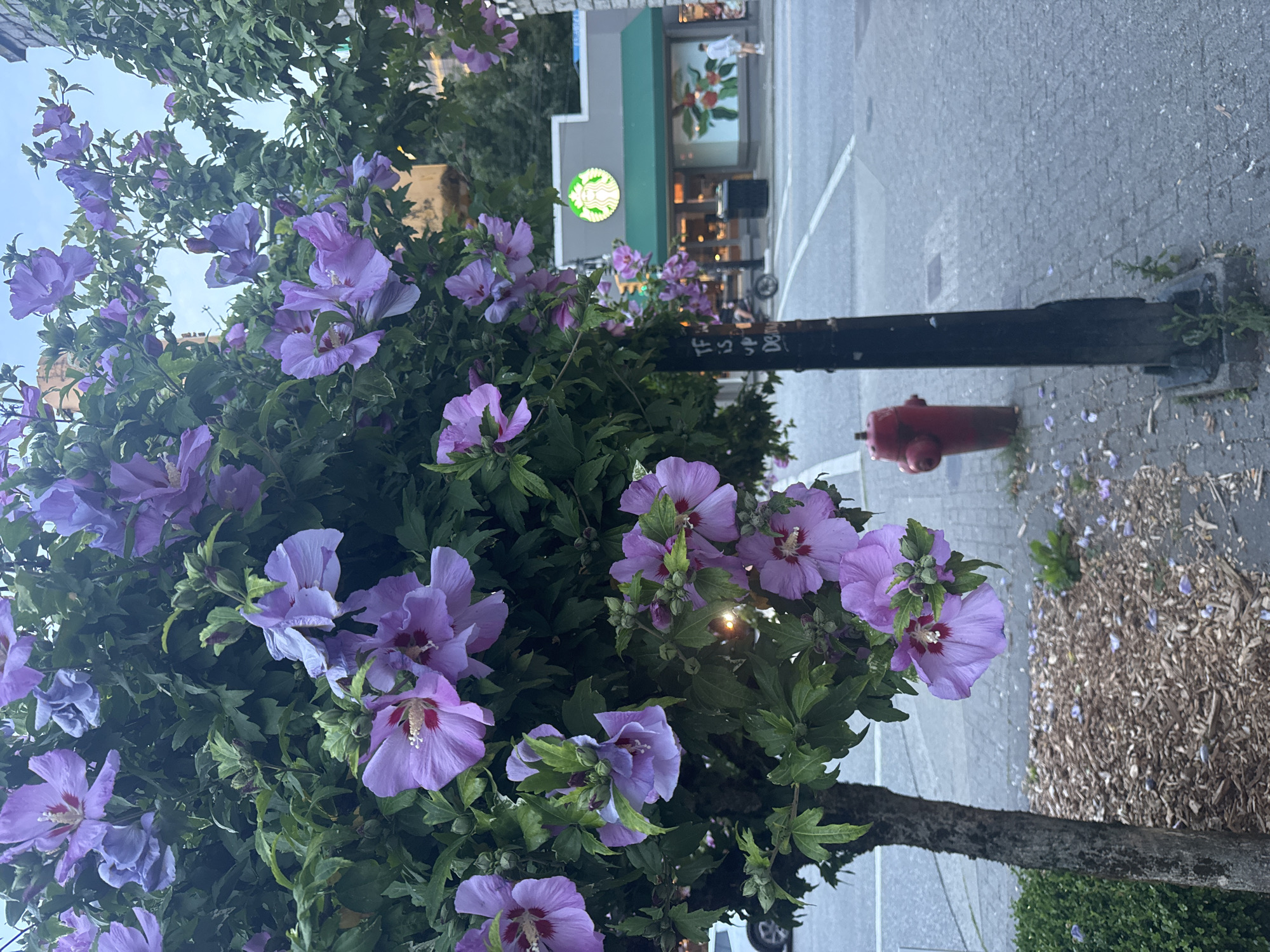 The image shows a close-up of a flowering tree with large, light purple hibiscus flowers, possibly a Rose of Sharon, in bloom. The tree is situated on a sidewalk in what appears to be a city environment. In the background, a Starbucks store with its distinctive green awning and logo is visible across a street. A red fire hydrant is also present on the sidewalk near a dark utility pole. The ground is paved with grey bricks and scattered with wood chips and fallen petals. The lighting suggests it is either early morning or late evening. There are no people clearly visible in the immediate foreground, but a person can be seen walking on the sidewalk in front of the Starbucks. The overall scene depicts a streetscape with urban elements integrated with nature. The Starbucks location is identified as being in Vancouver, Canada based on the presence of similar Starbucks branches and streetscapes.