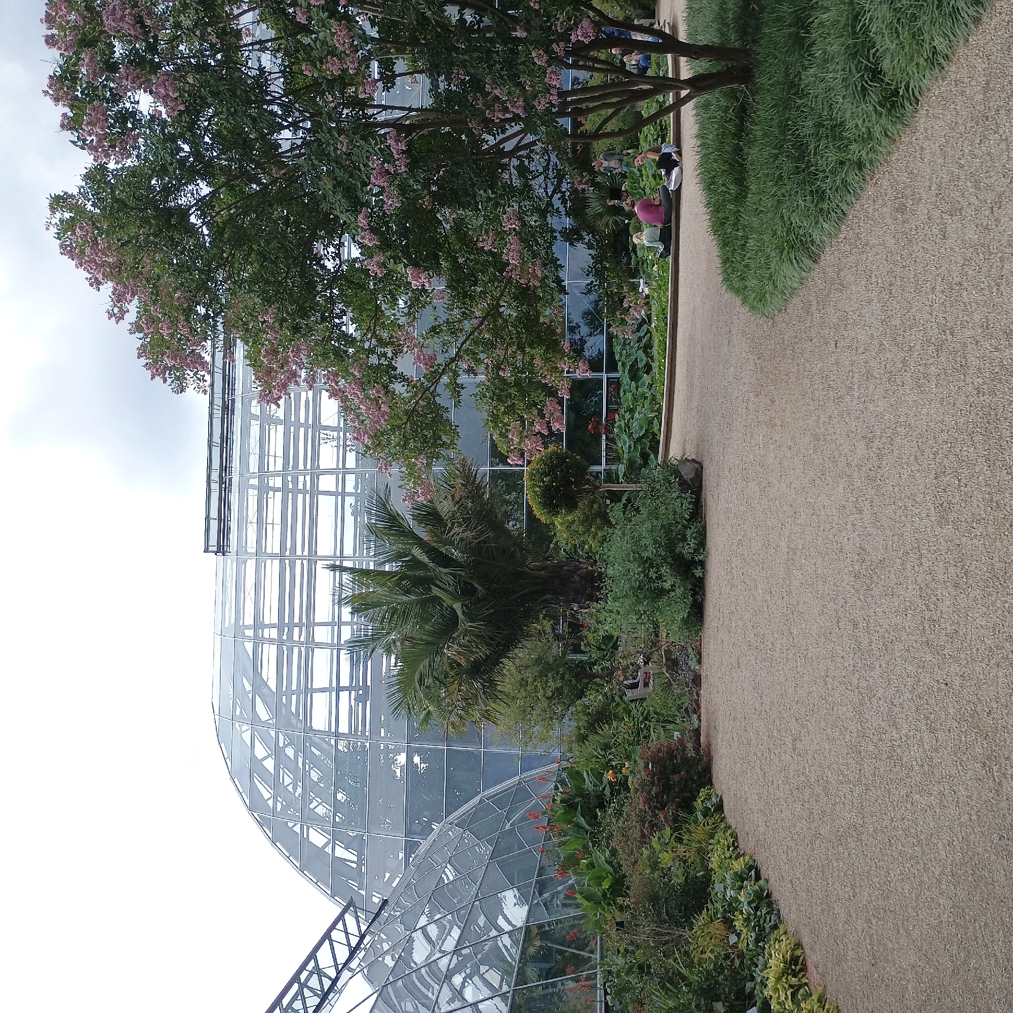 The image depicts a scene within a botanical garden, possibly located in Cologne, Germany, as suggested by the style of the conservatory and landscaping. Dominating the background is a large, geodesic greenhouse structure with a glass and metal frame, reflecting the cloudy sky. In the foreground, a gravel pathway curves through the garden. To the right of the path, lush green grass borders the path and a tree with pink blossoms. In the mid-ground, several people are seen sitting on a low wall surrounding a garden bed filled with green plants and water lilies. A palm tree is visible to the left of the greenhouse entrance. The overall environment is that of a well-maintained public garden with a focus on plant diversity and visitor engagement.
