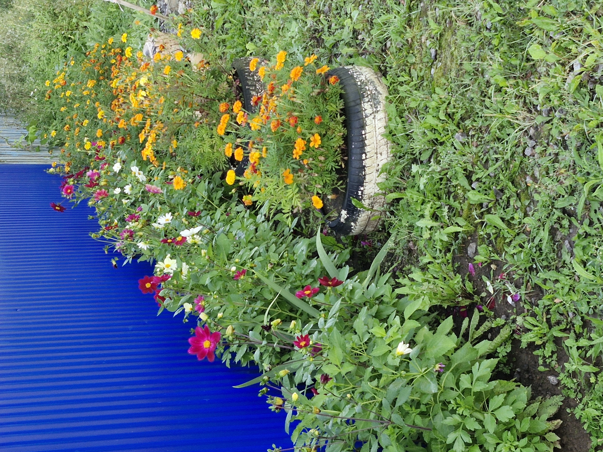 In the city of Buzdyak, Russia, a vibrant garden is in full bloom against a bright blue corrugated metal fence. The garden features a variety of flowers, including deep pink dahlias and cheerful yellow marigolds. Some of the marigolds are planted in repurposed tires, serving as rustic planters. The ground is covered in green grass and scattered pebbles. The overall scene suggests a sunny day in a residential area, with a focus on the beauty of nature.