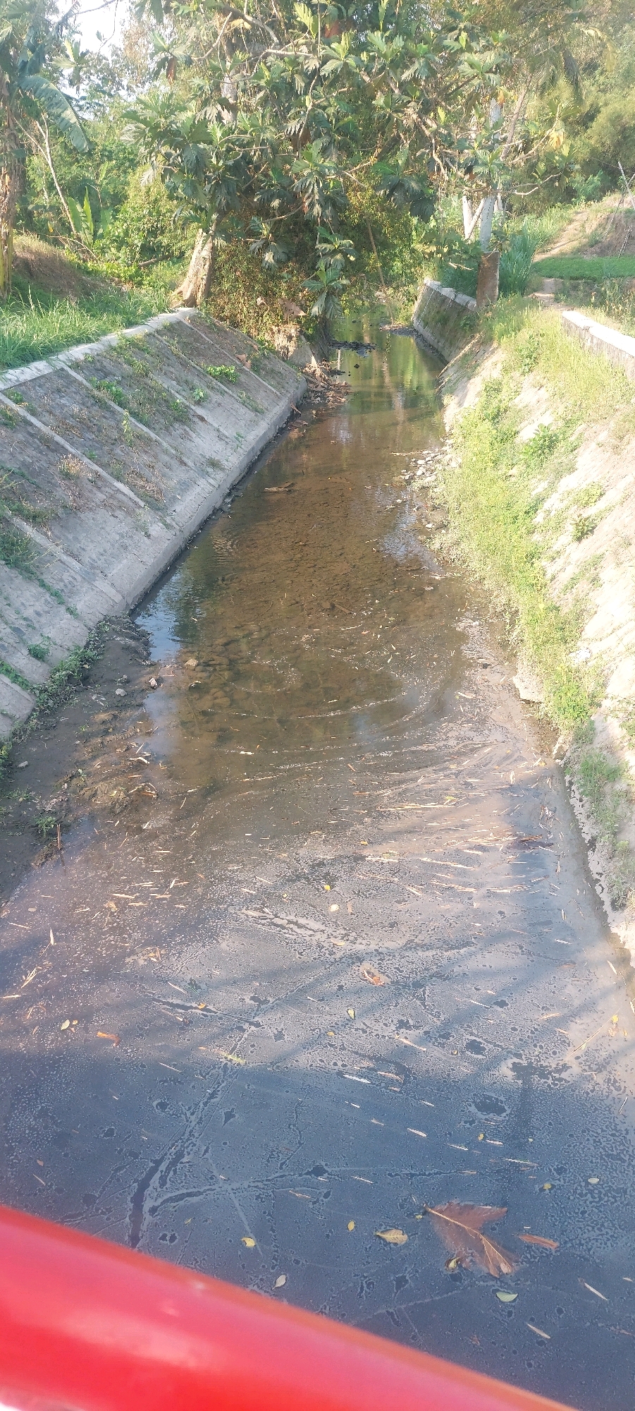 The image shows a drainage canal with concrete walls. The canal is filled with murky water and debris, including leaves and twigs. Lush green vegetation grows on the banks of the canal and in the background. A bright red railing is visible in the foreground, suggesting the viewer is on a bridge or elevated walkway overlooking the canal. The lighting indicates it is daytime, with shadows cast on the water.