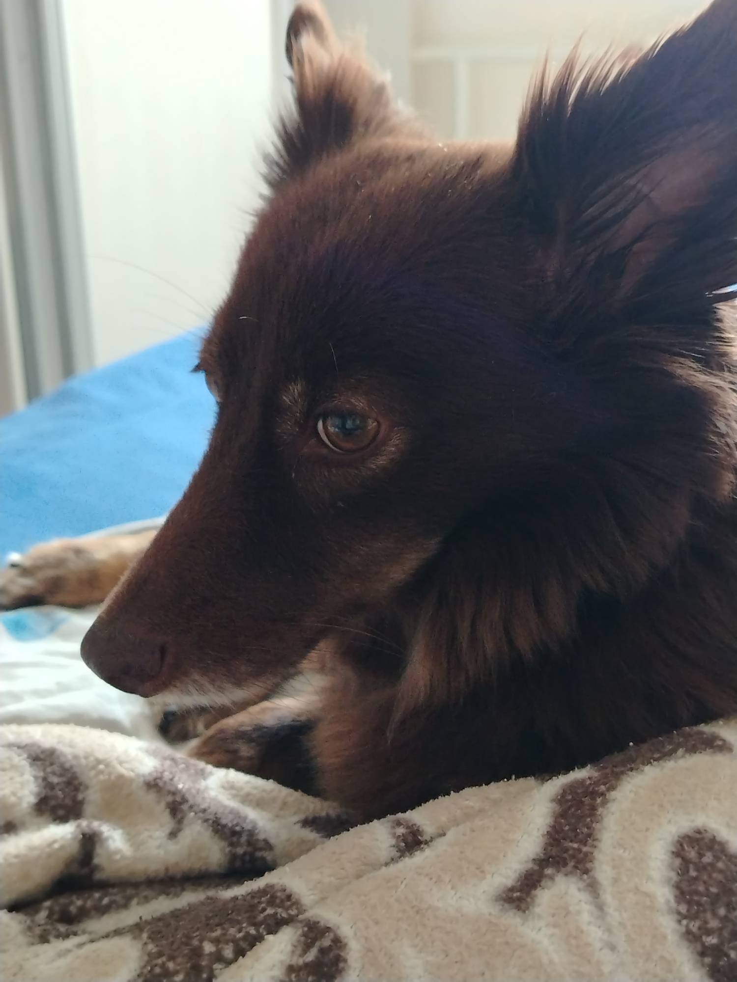 A close-up shot features a dark brown dog with erect ears lying on a patterned blanket. The dog is lying on a bed, the head resting on the bed. The dog's eye is visible and focused. The background includes a blue surface and a white wall with shelves. The photo shows no people. The location, Noviy, Russia, is not discernible from the visual information in the image.