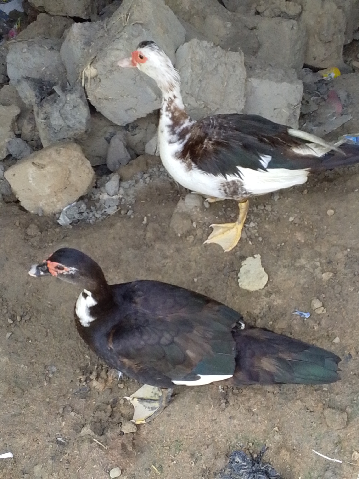 Two ducks are pictured in the image, standing on sandy ground in front of a pile of grey rocks. The duck in the foreground is predominantly black with some white markings on its chest and wings. It has a red-orange face and a black beak. The duck in the background is white with black and brown markings on its body and wings. It also has a red-orange face and a lighter colored beak. The environment appears to be outdoors, possibly in a rural or undeveloped area. The image does not provide specific details to pinpoint its location within Serti, Nigeria.